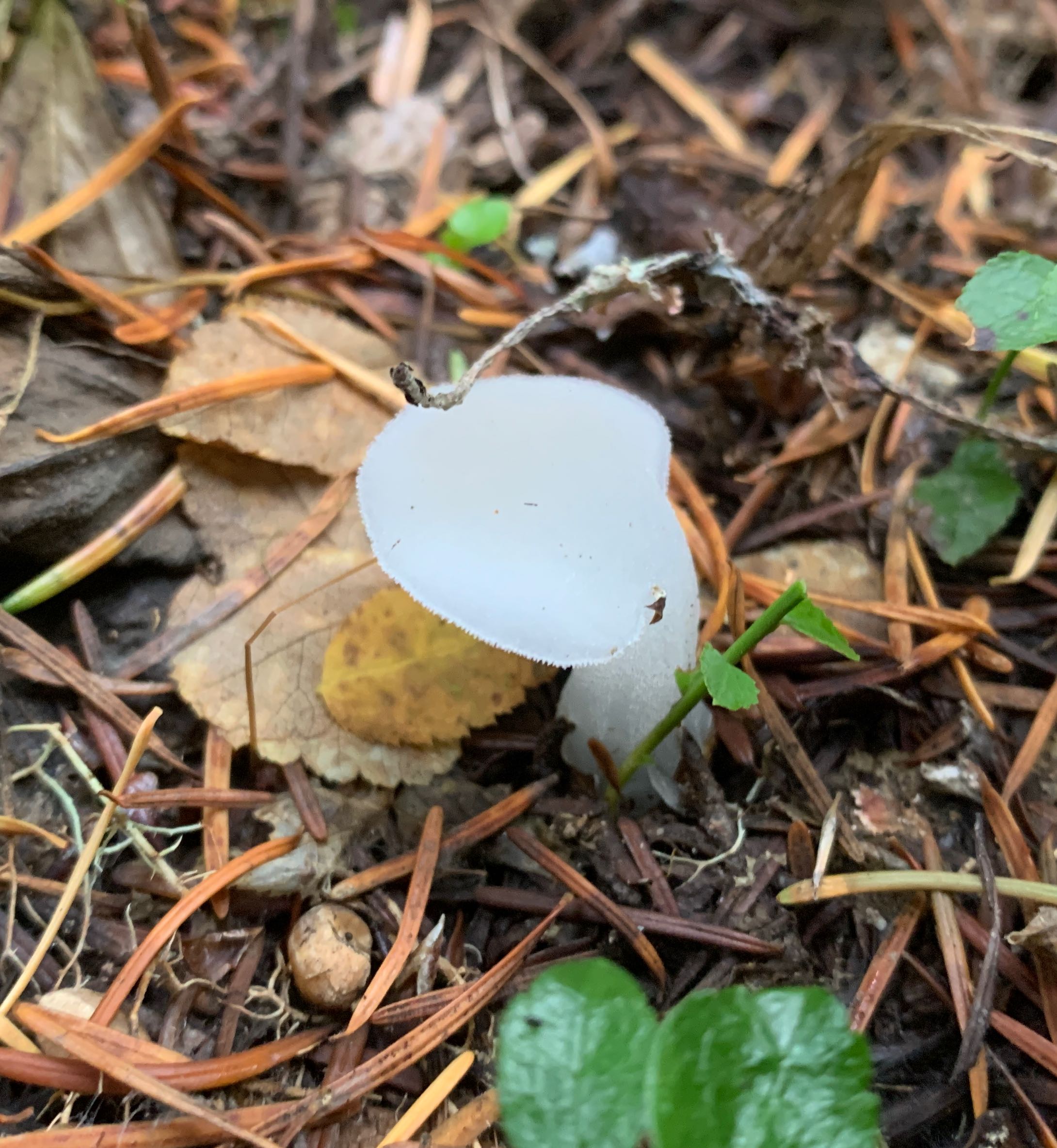 Observation mo-533708, Pseudohydnum gelatinosum