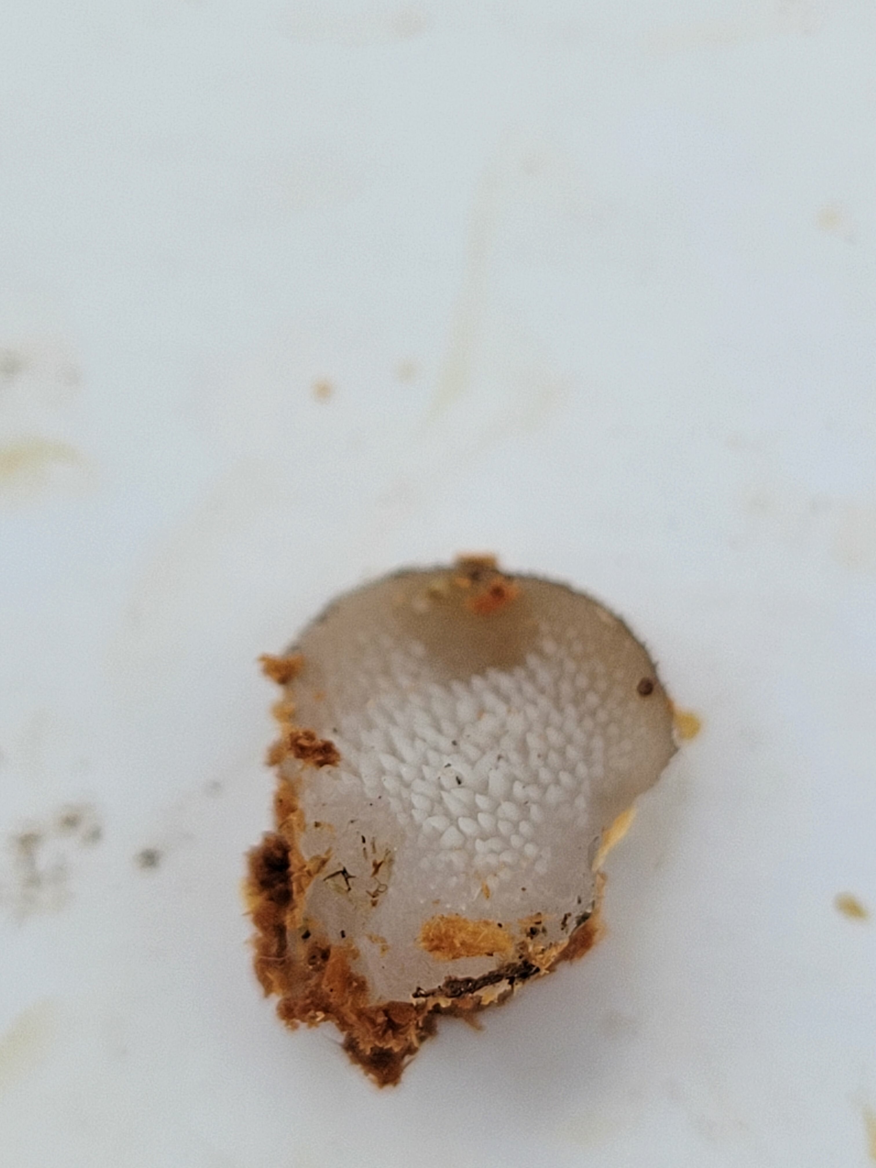 Observation mo-534029, Pseudohydnum gelatinosum