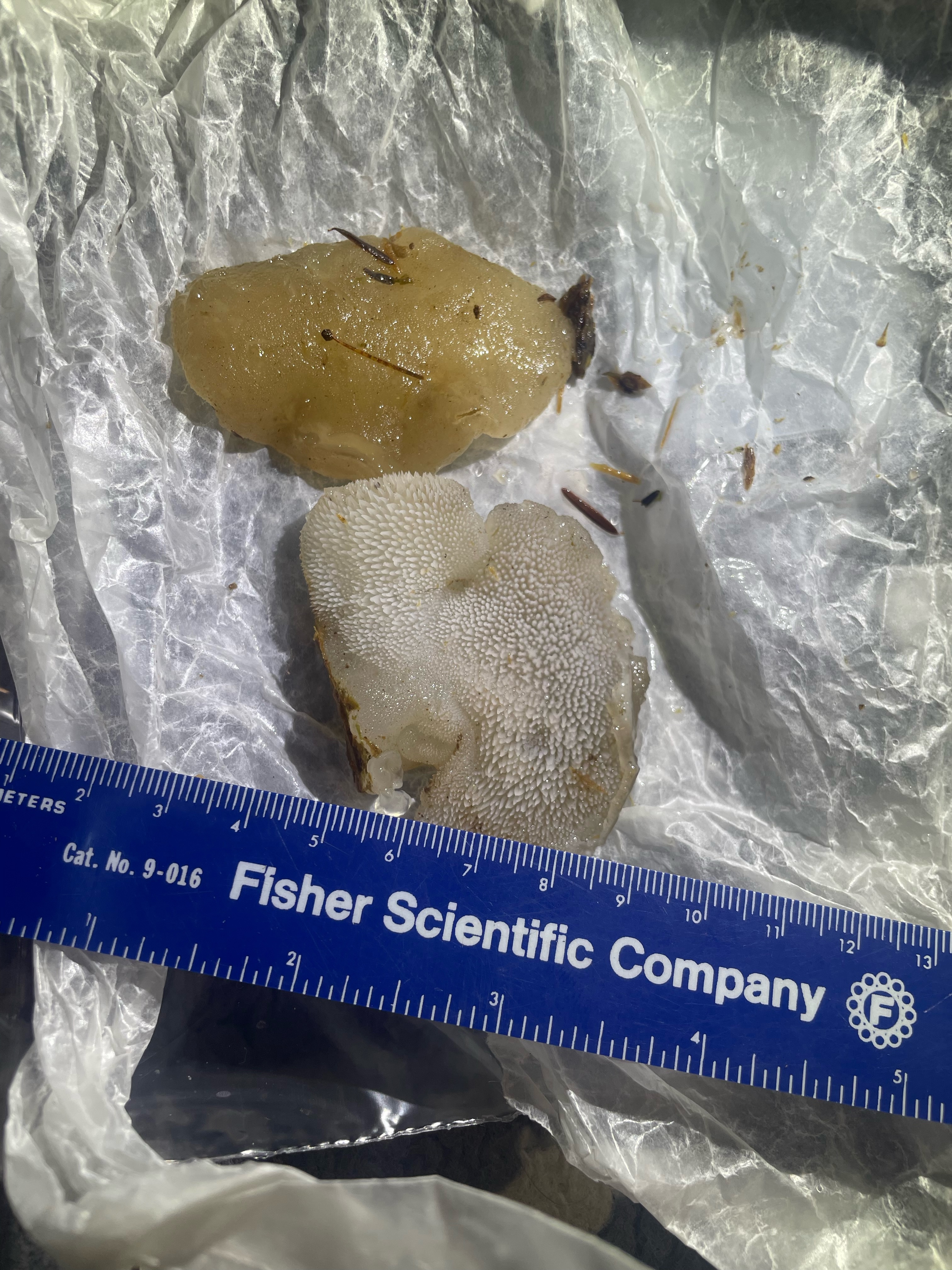 Observation mo-534368, Pseudohydnum gelatinosum
