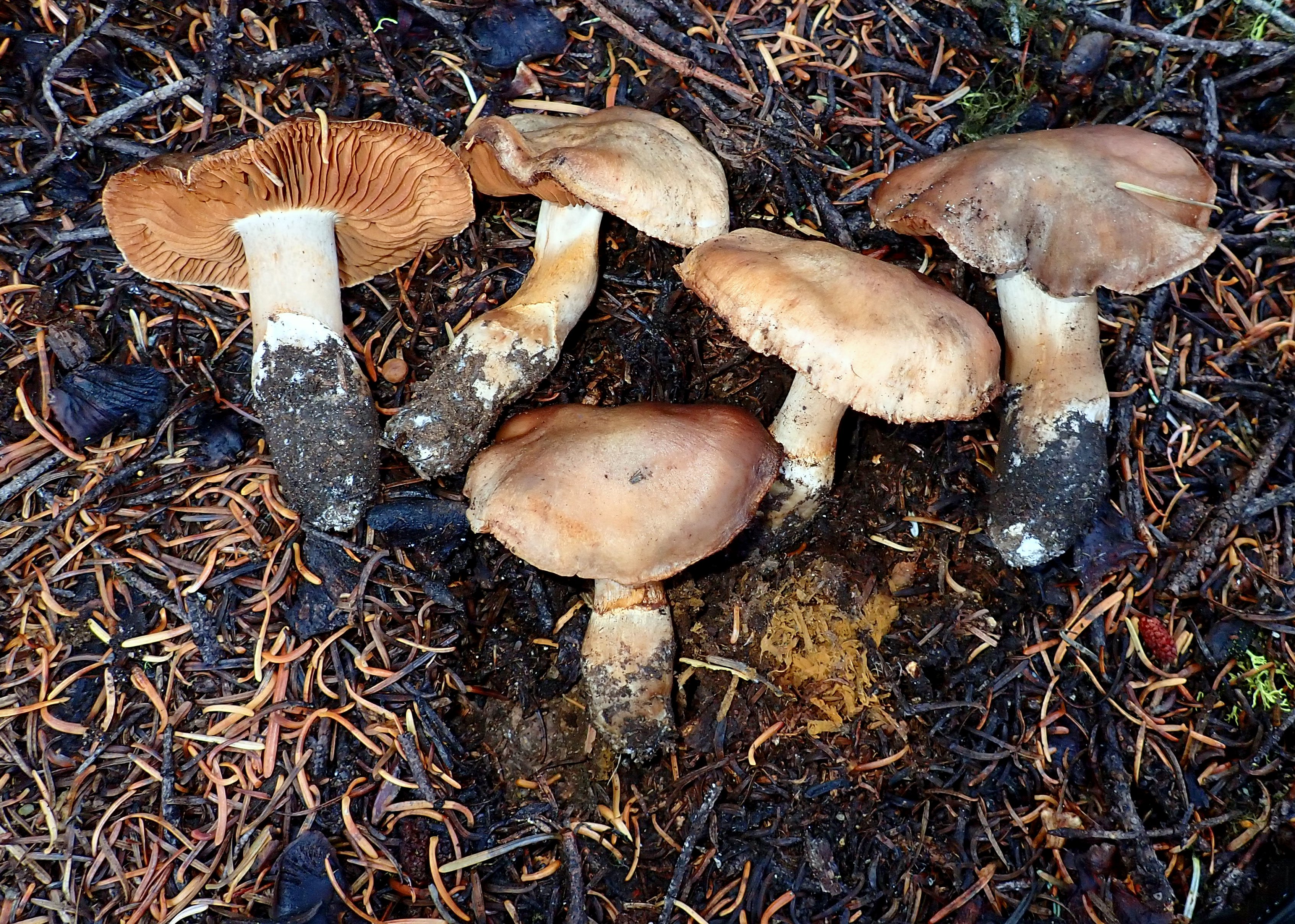 Observation mo-534949, Cortinarius wahkiacus