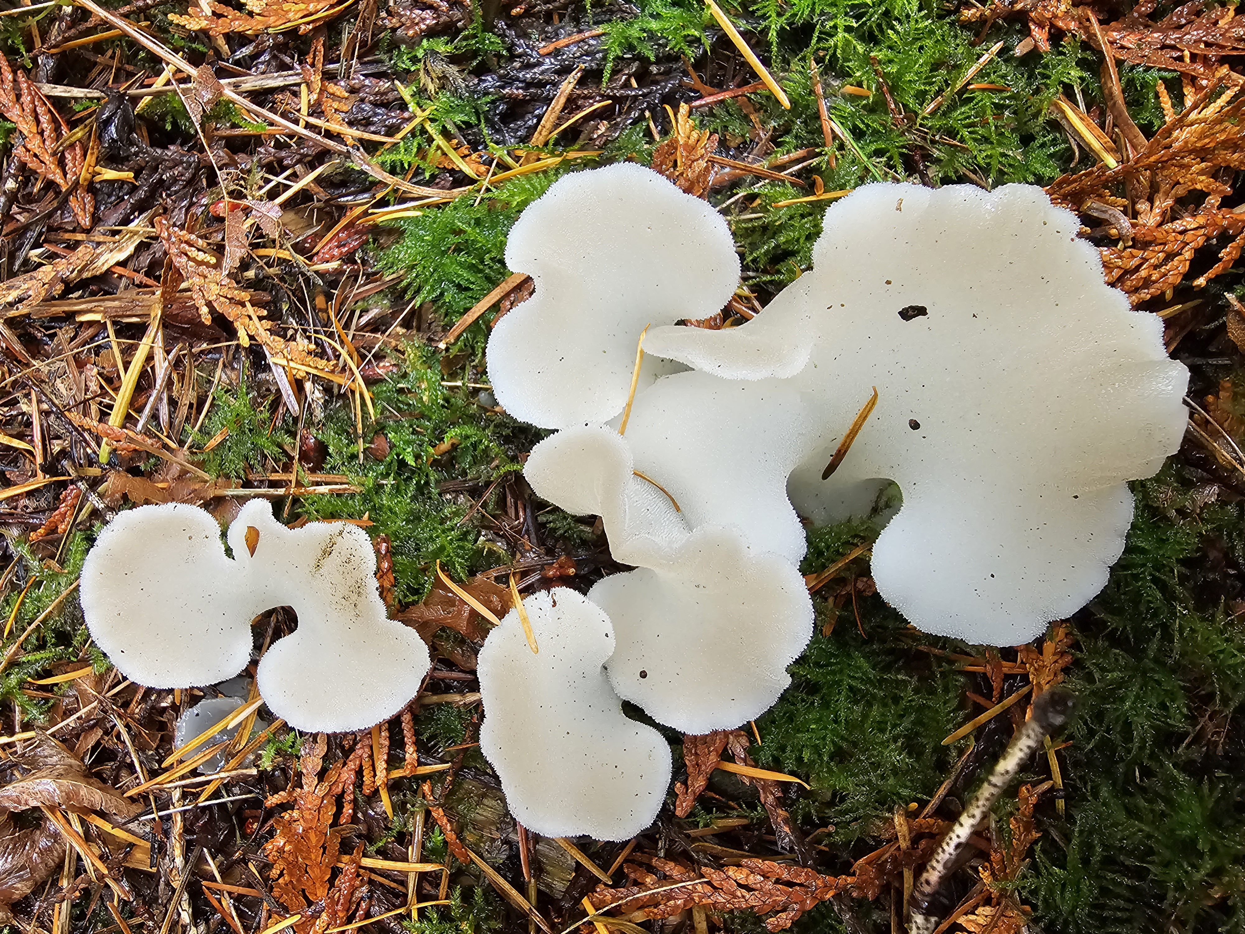 Observation mo-535235, Pseudohydnum gelatinosum