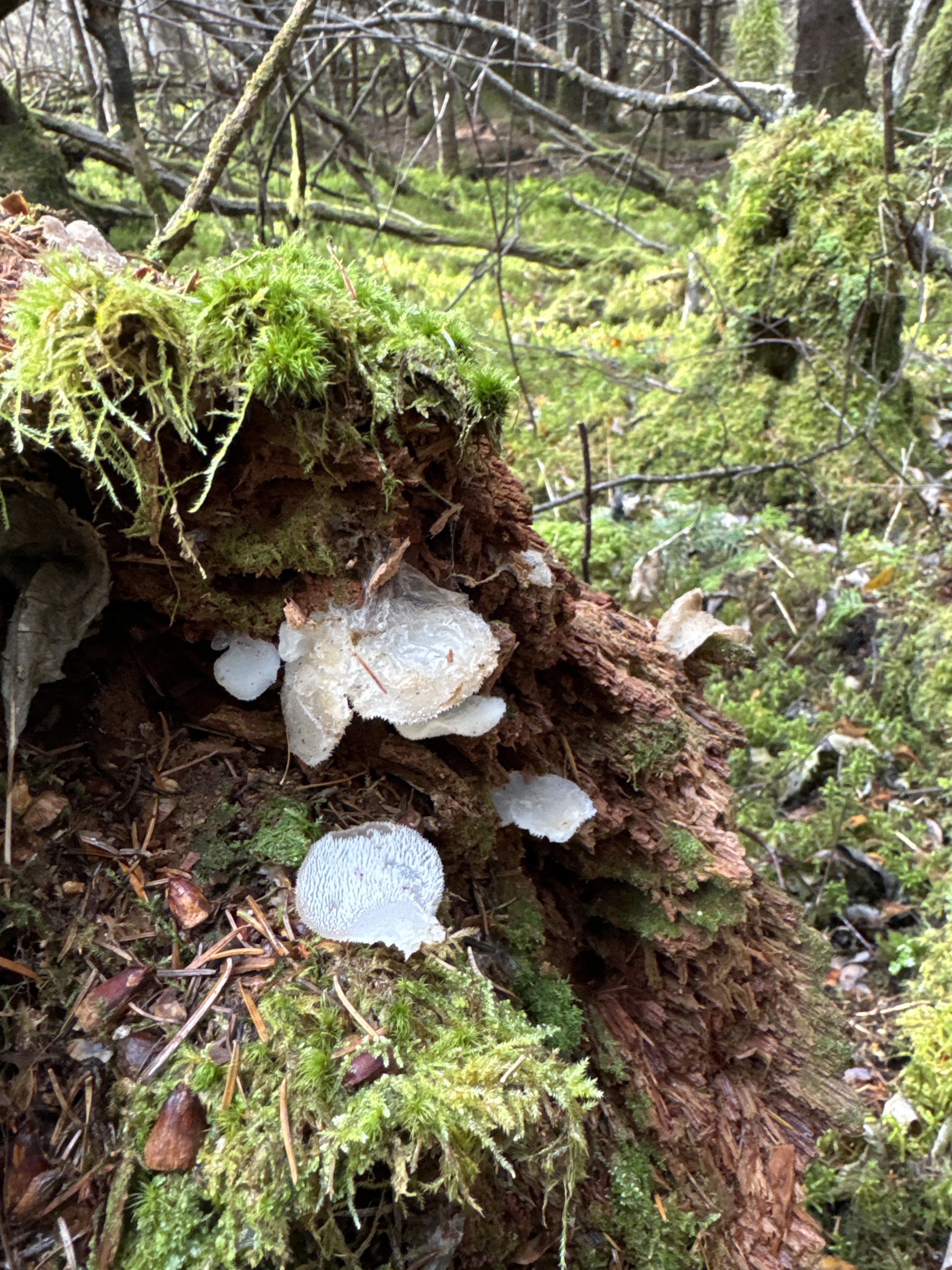 Observation mo-536610, Pseudohydnum gelatinosum