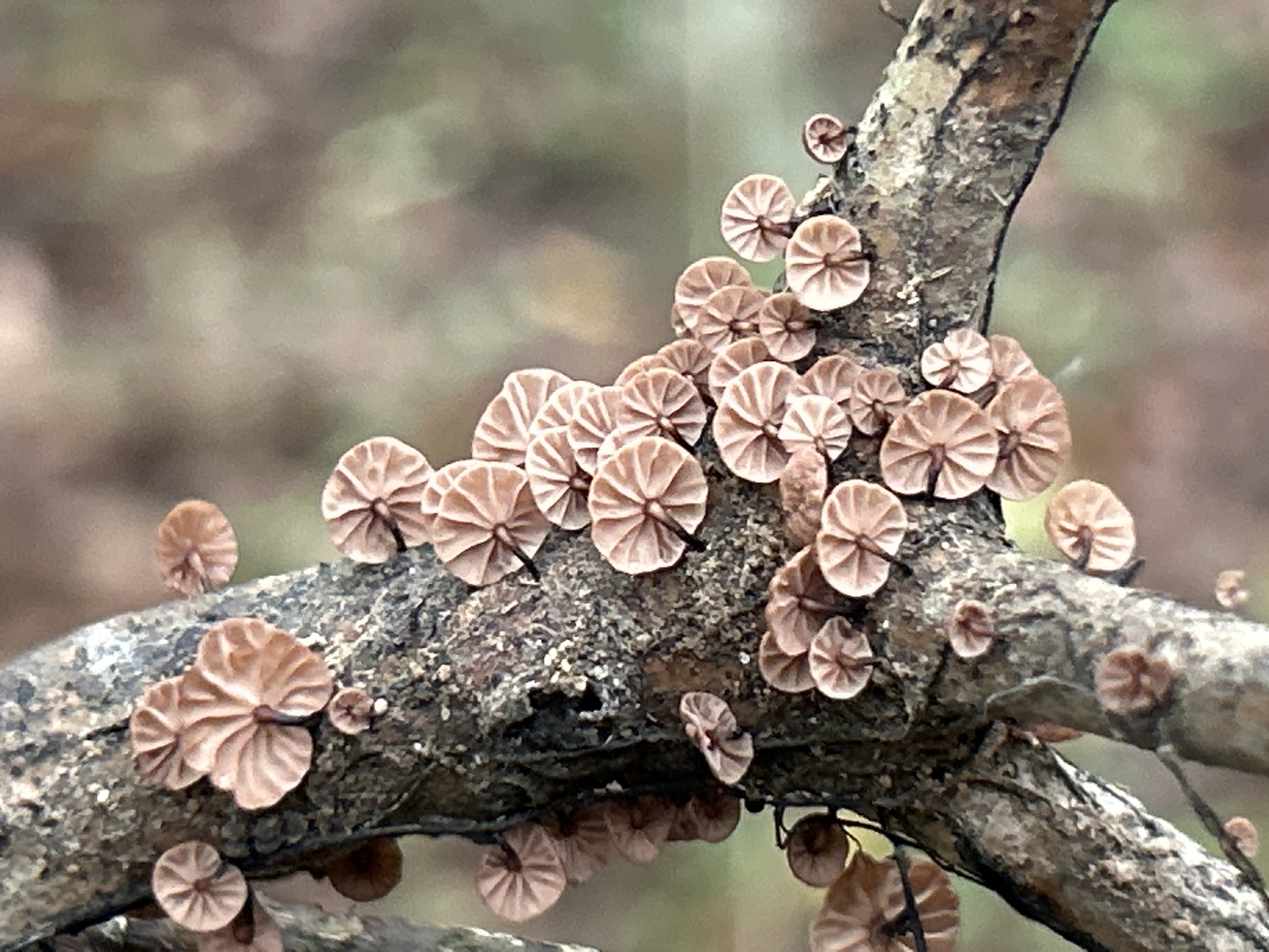 Observation mo-536627, Gymnopus neobrevipes