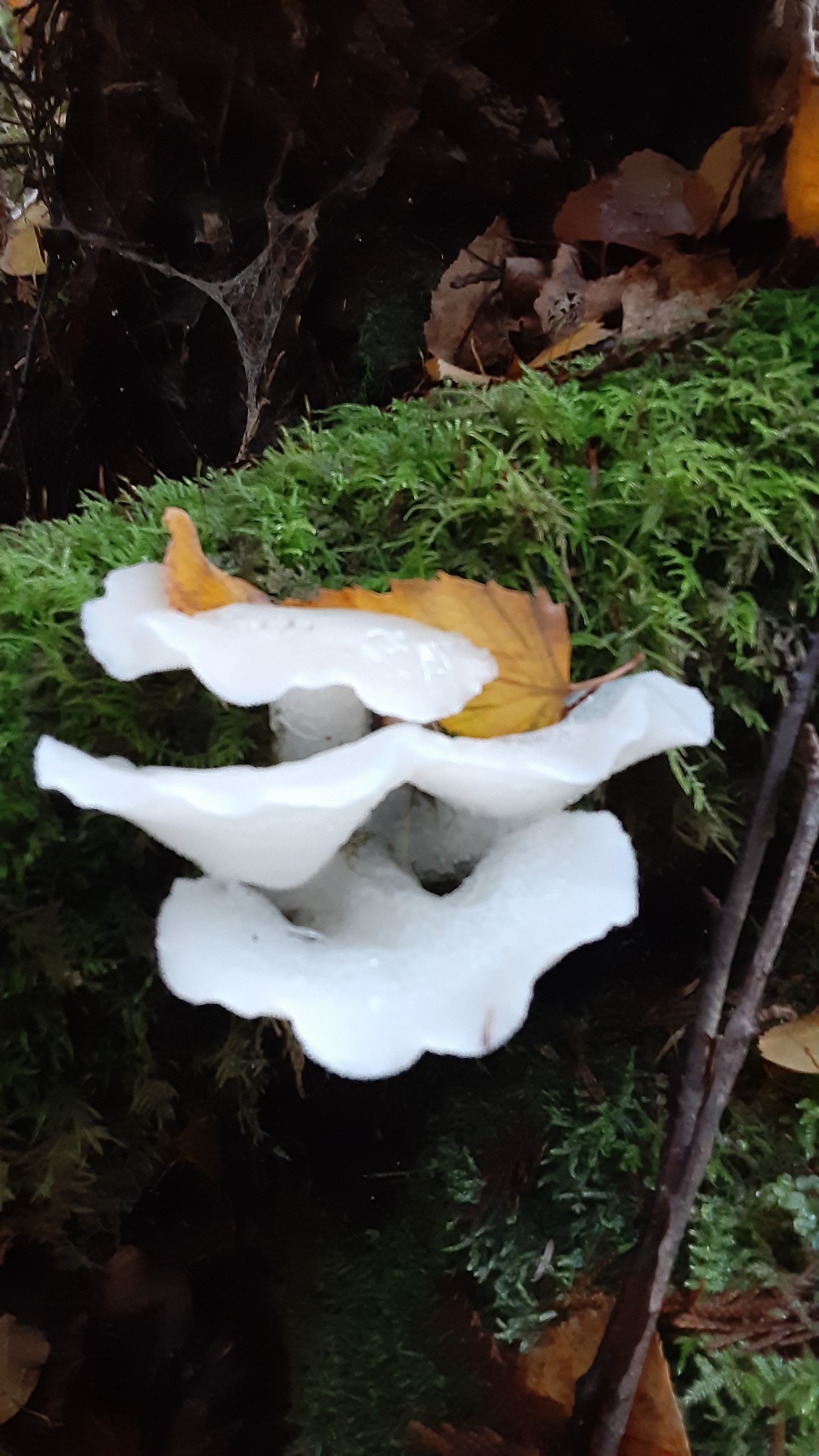Observation mo-537095, Pseudohydnum gelatinosum