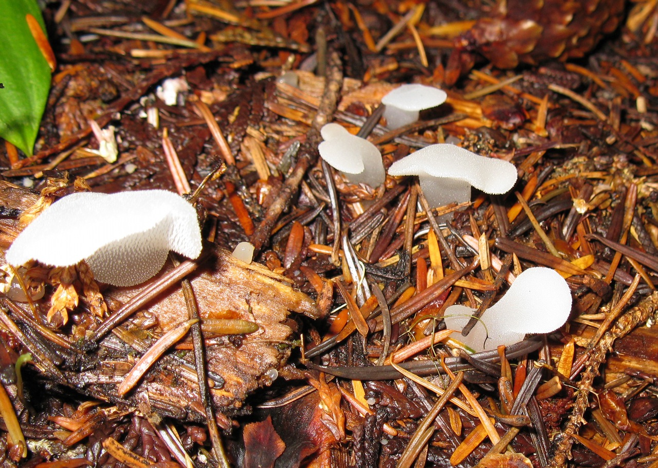 Observation mo-53773, Pseudohydnum gelatinosum