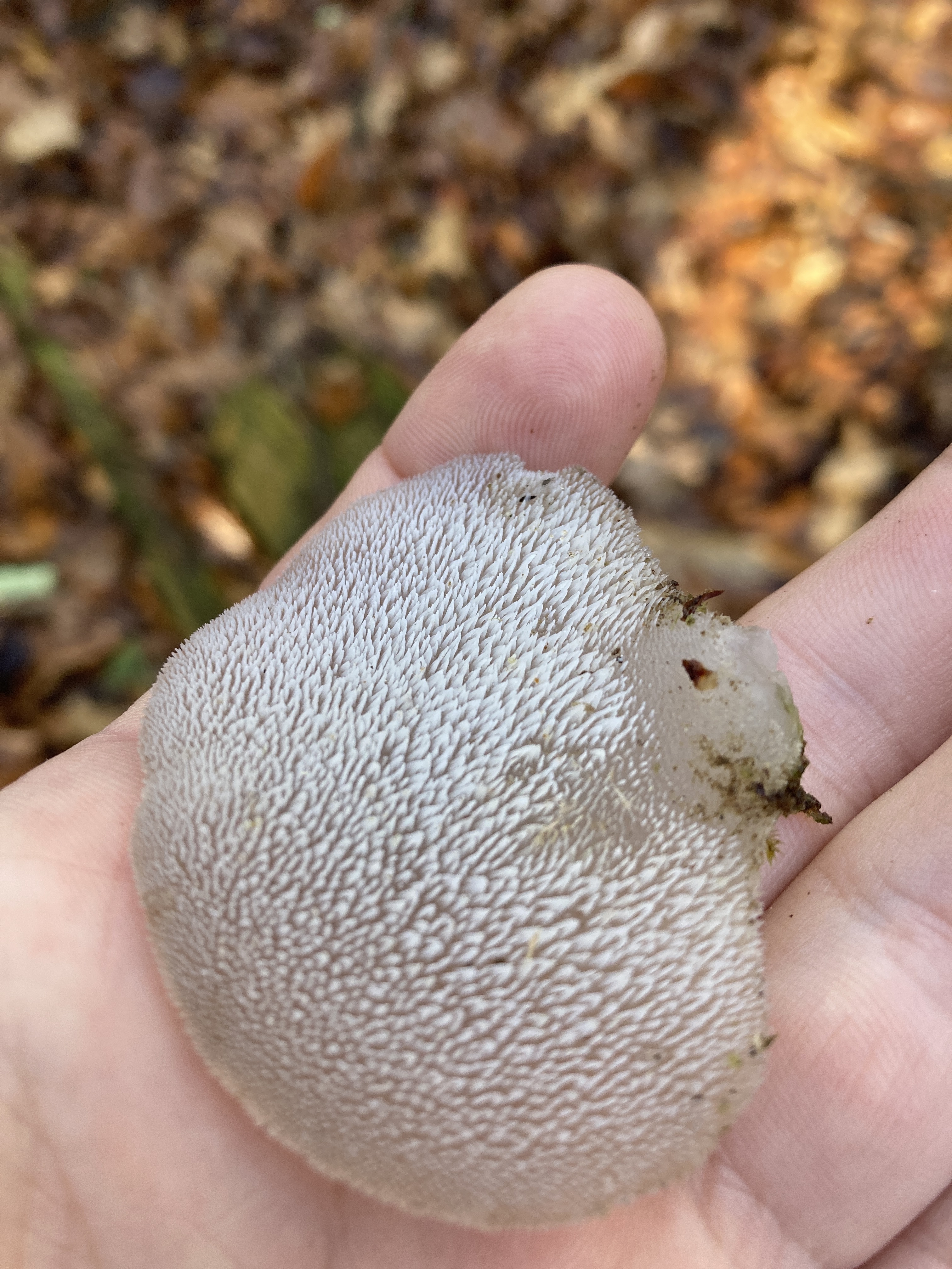 Observation mo-538685, Pseudohydnum gelatinosum