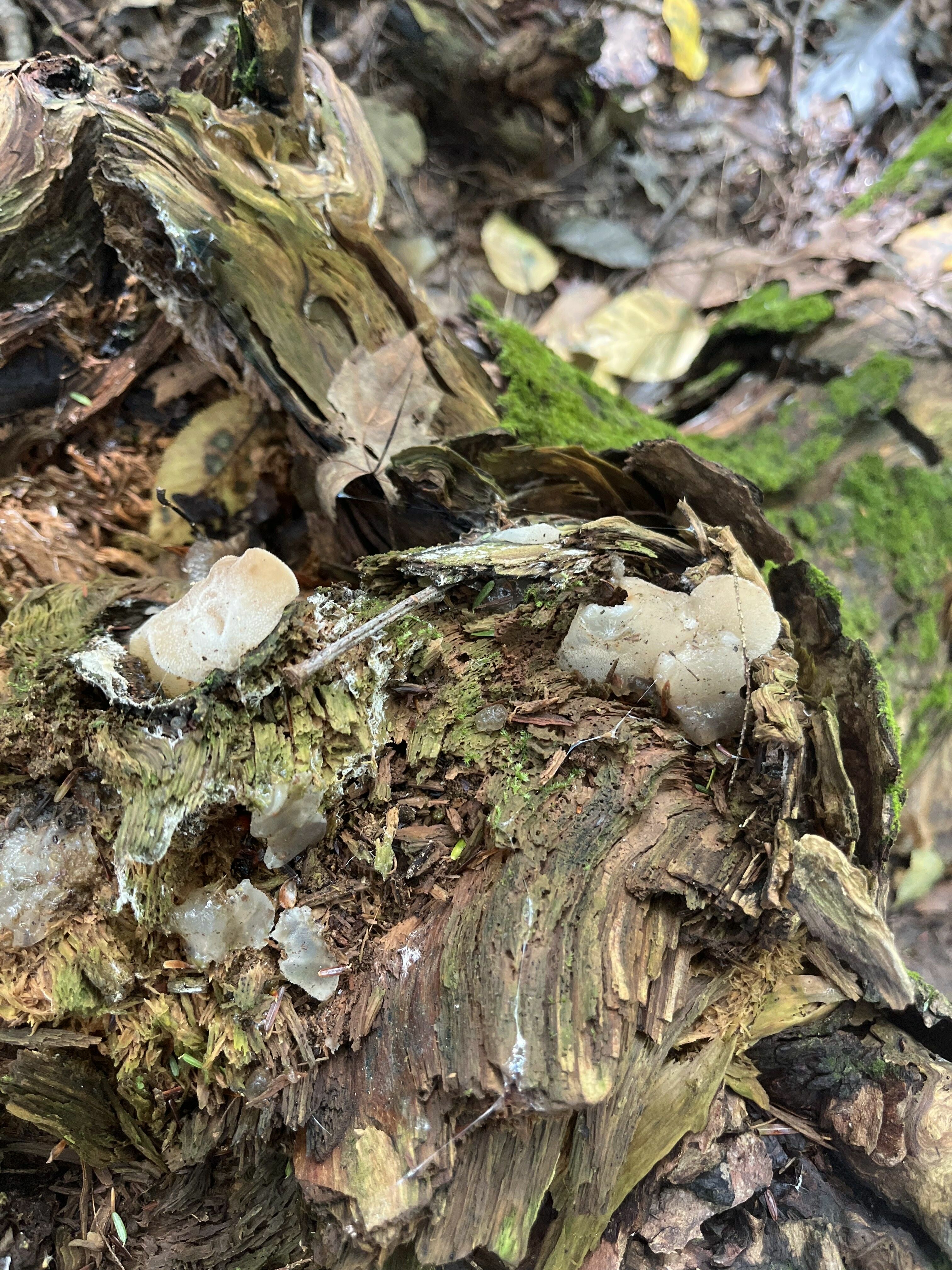 Observation mo-538733, Pseudohydnum gelatinosum
