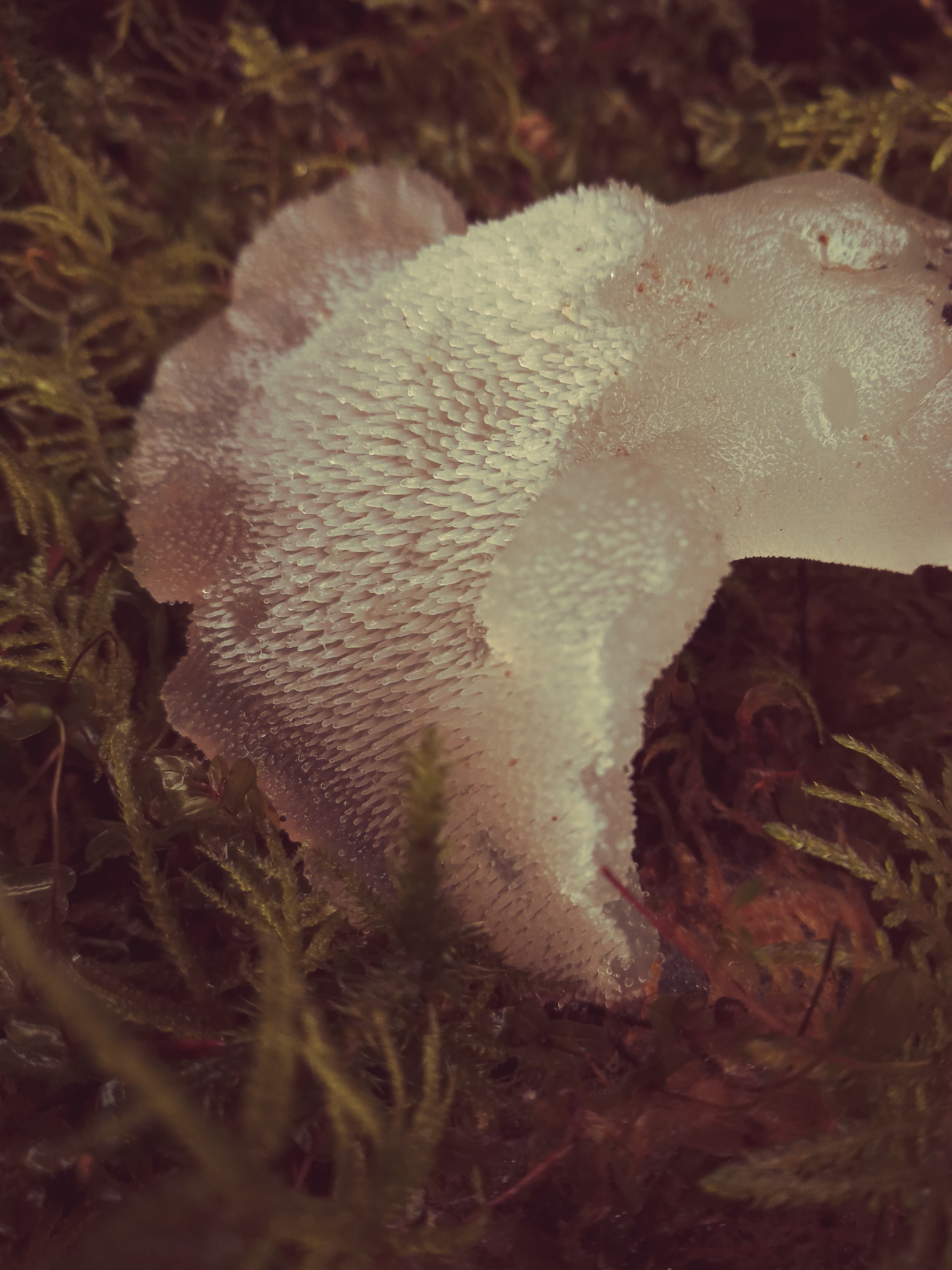 Observation mo-540098, Pseudohydnum gelatinosum