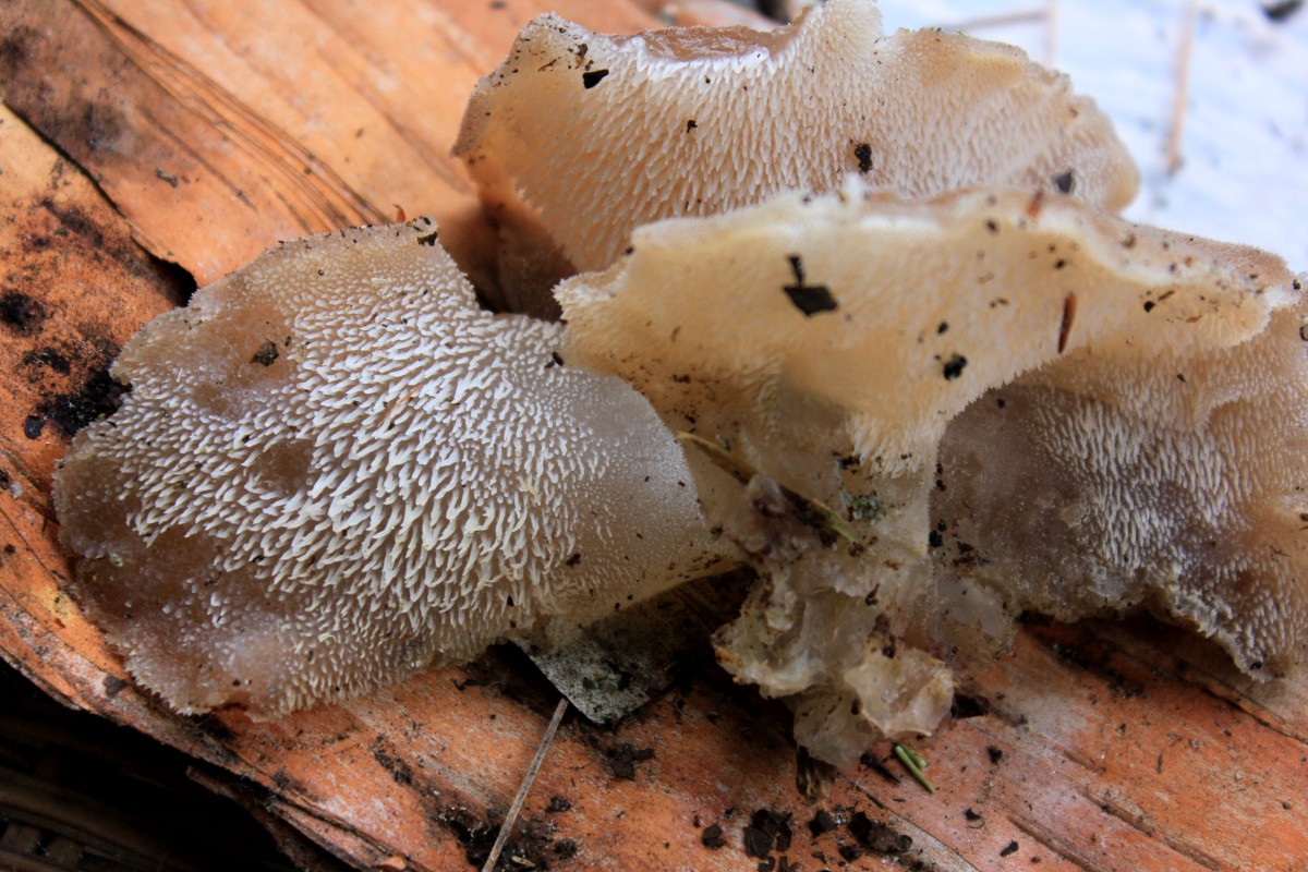 Observation mo-540239, Pseudohydnum gelatinosum