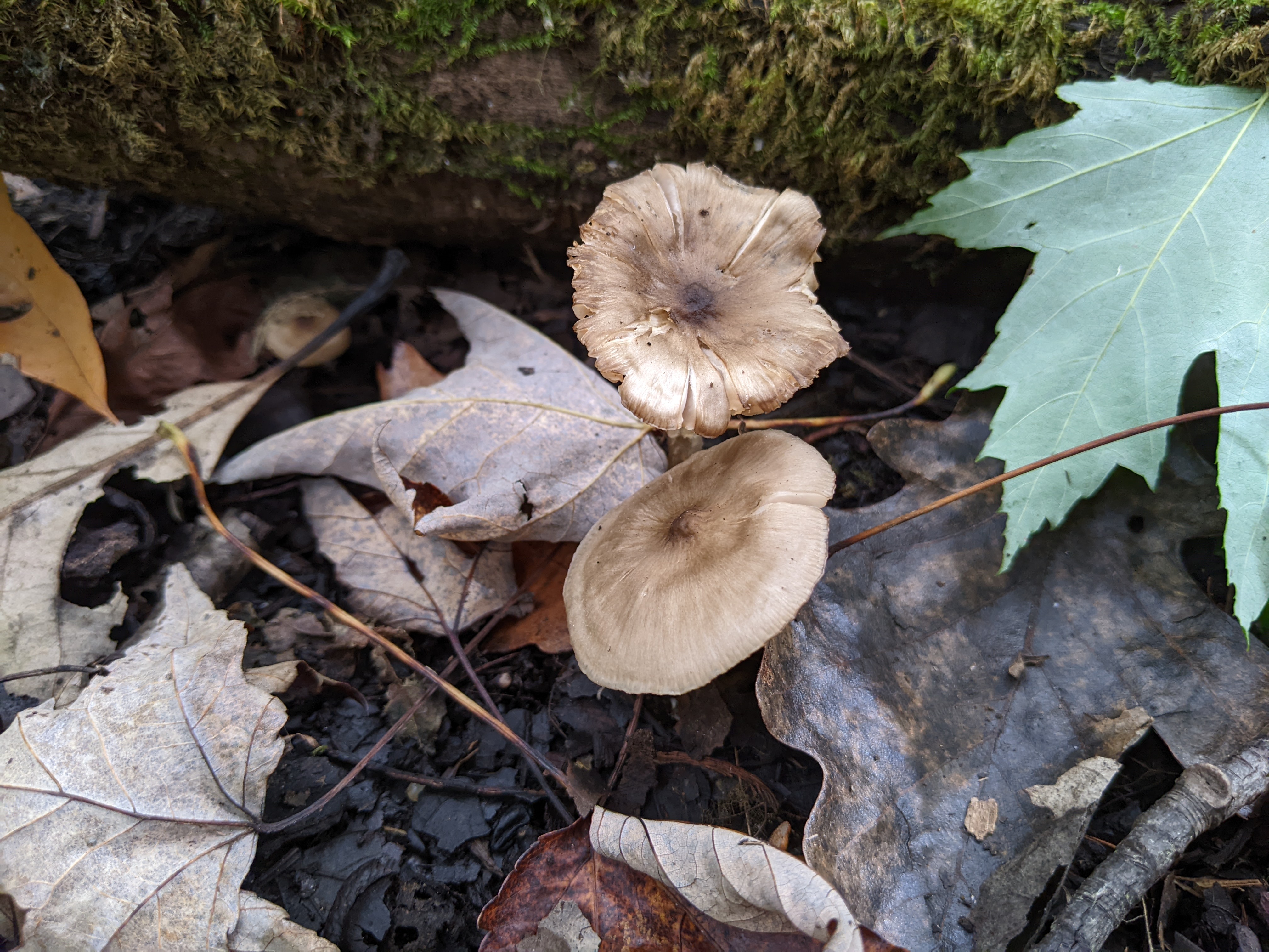 Observation mo-541475, Entoloma murinum