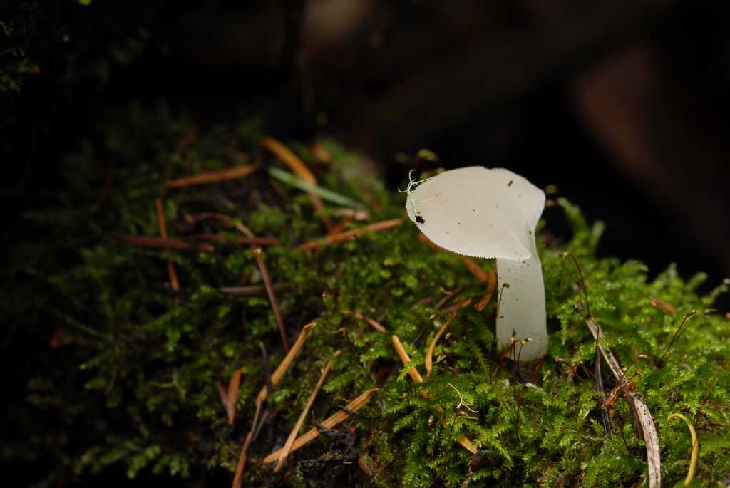 Observation mo-5440, Pseudohydnum gelatinosum
