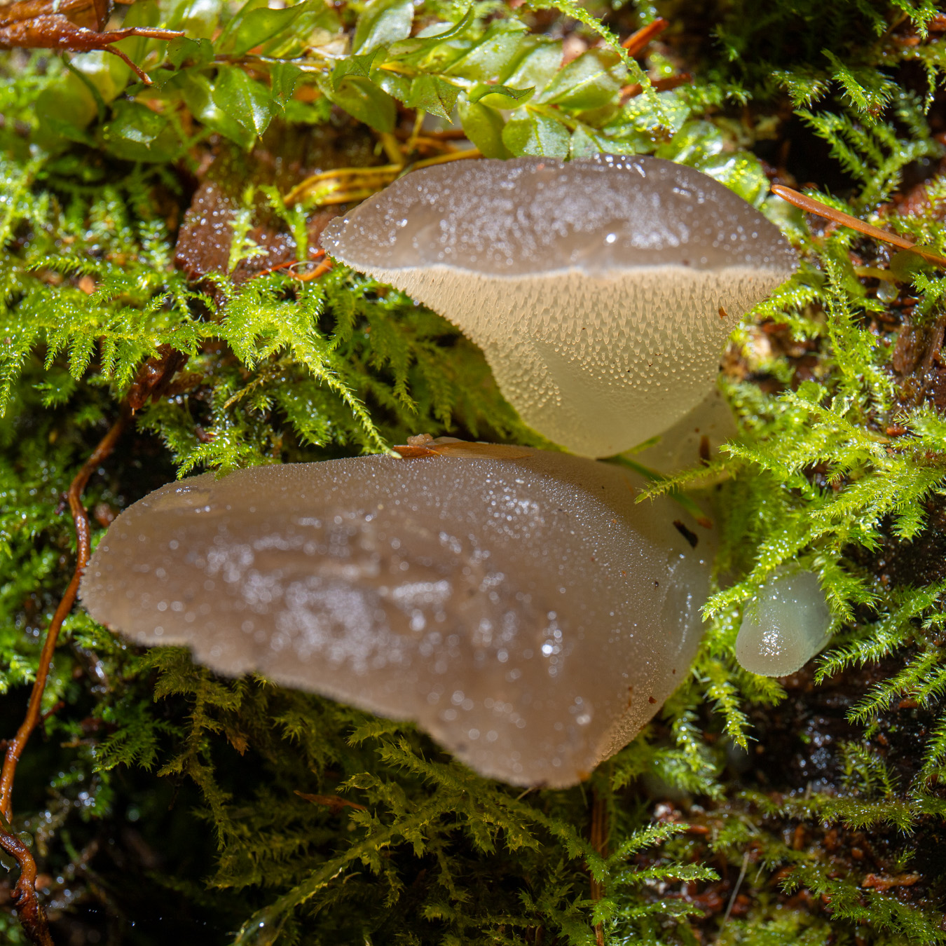 Observation mo-545598, Pseudohydnum gelatinosum