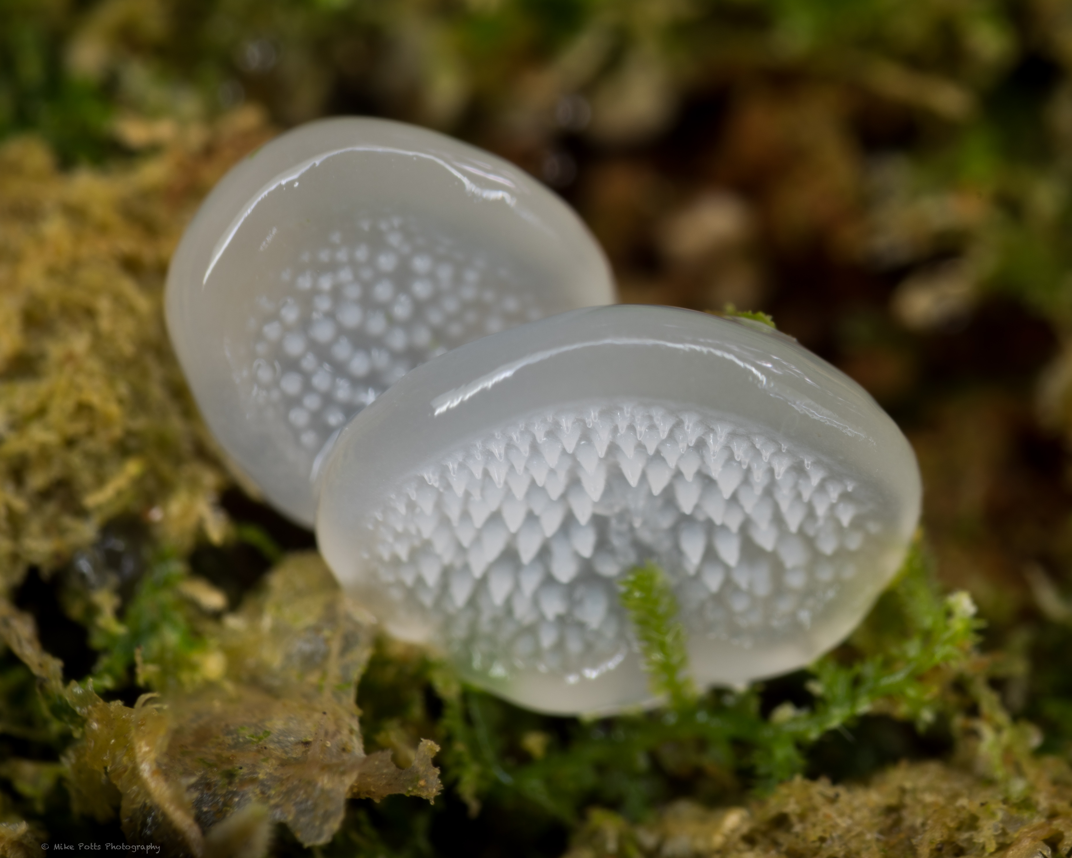 Observation mo-545746, Pseudohydnum gelatinosum