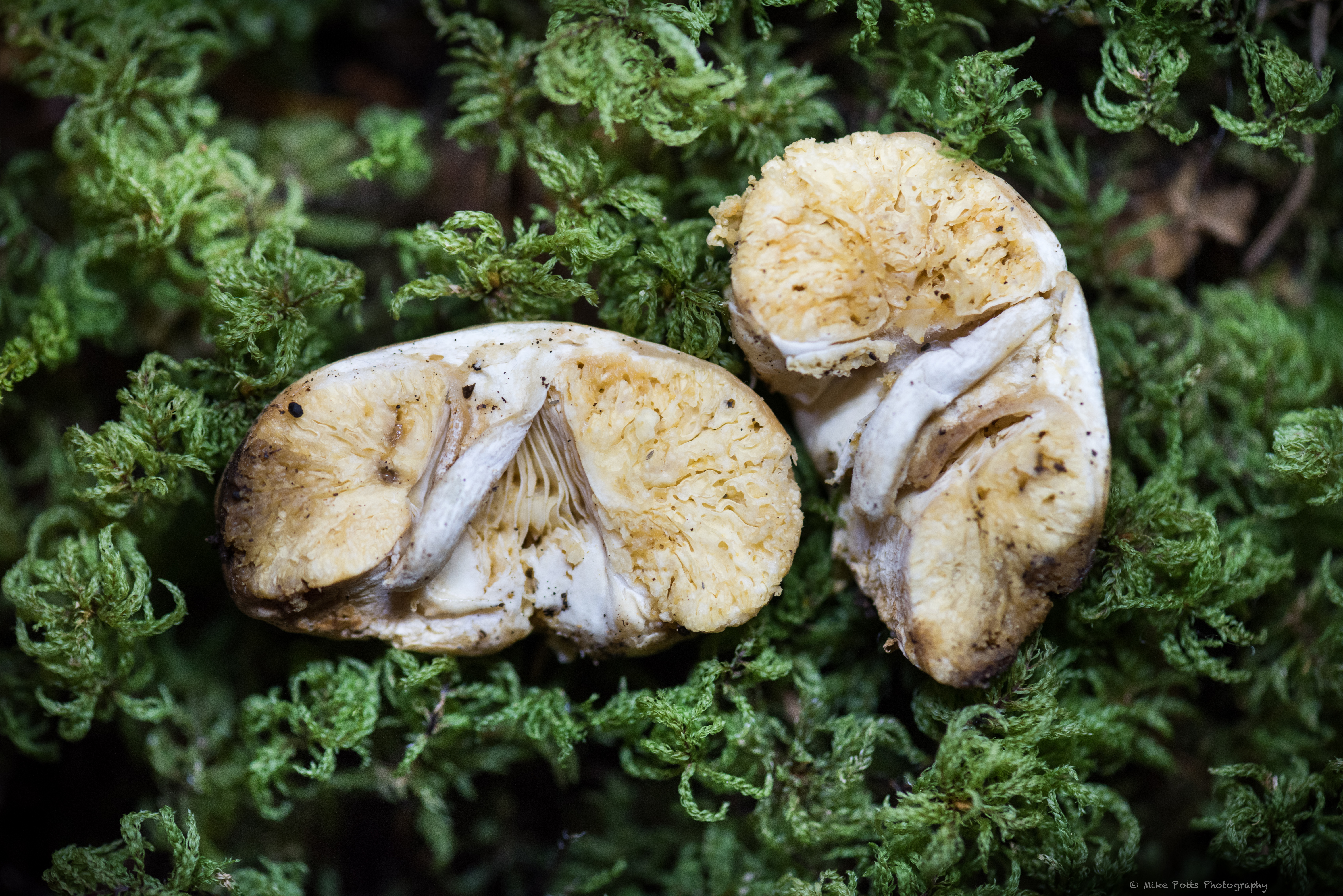 Observation mo-546285, Russula stricklandiorum