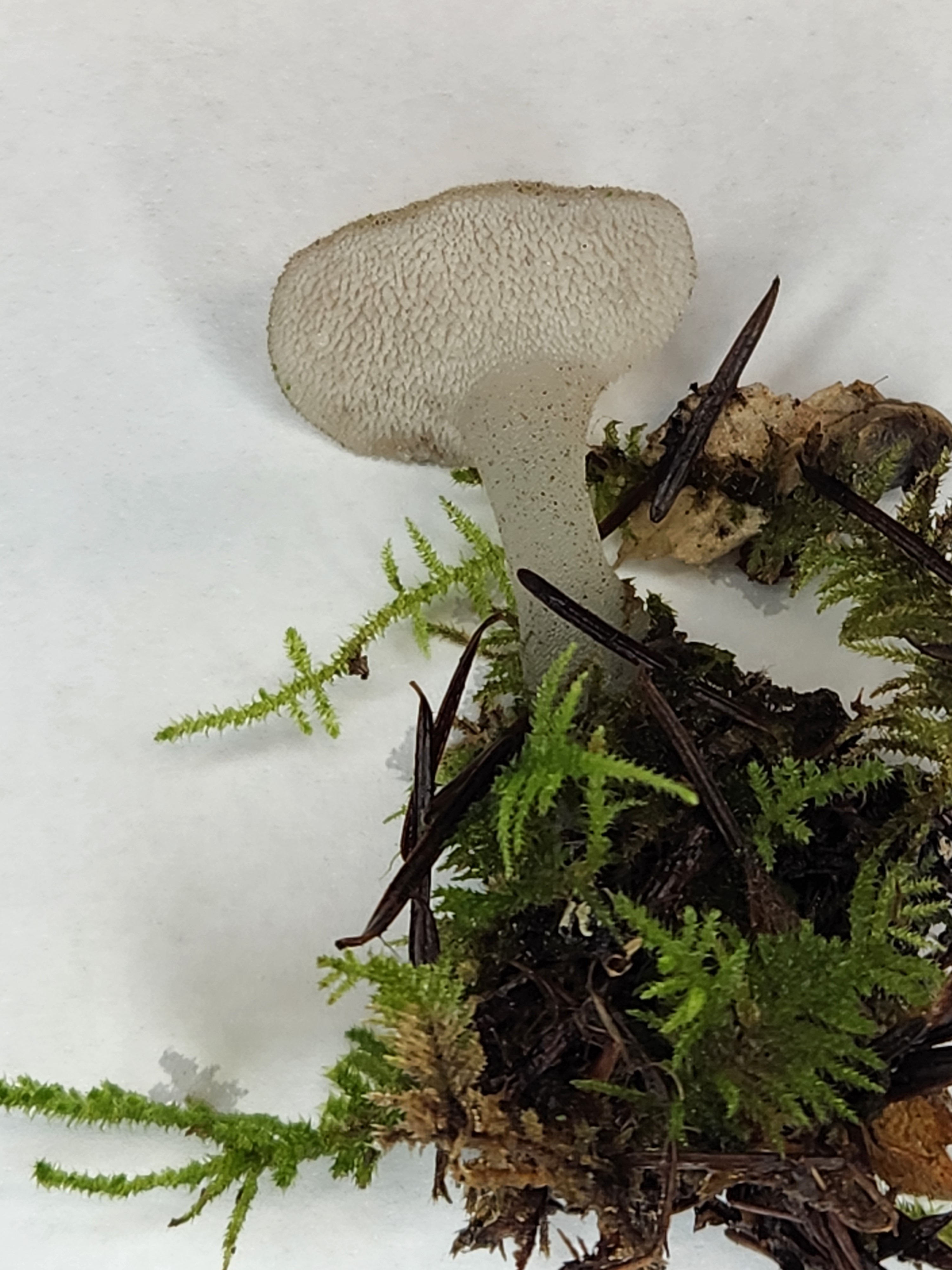 Observation mo-546798, Pseudohydnum gelatinosum