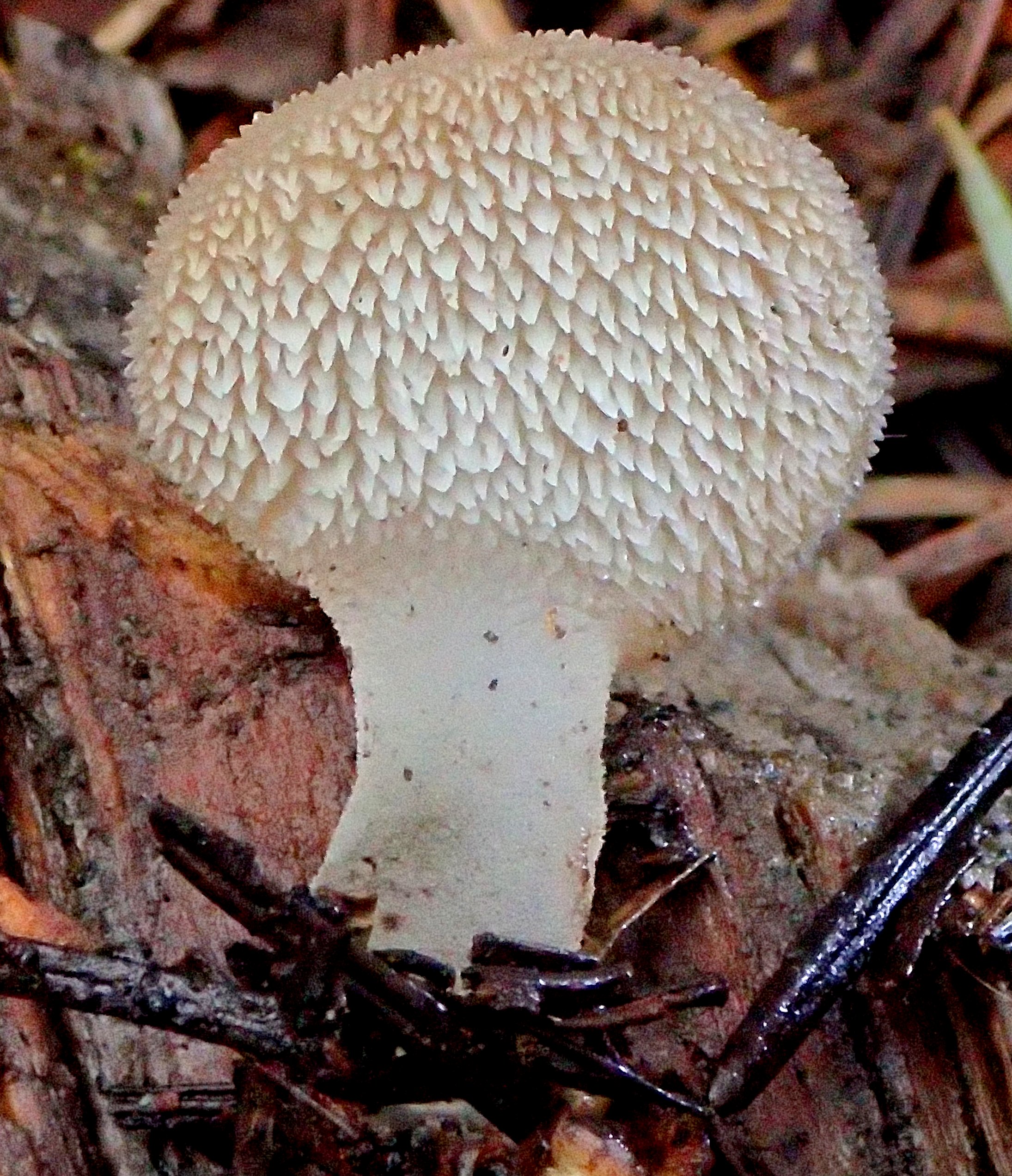 Observation mo-546843, Pseudohydnum gelatinosum