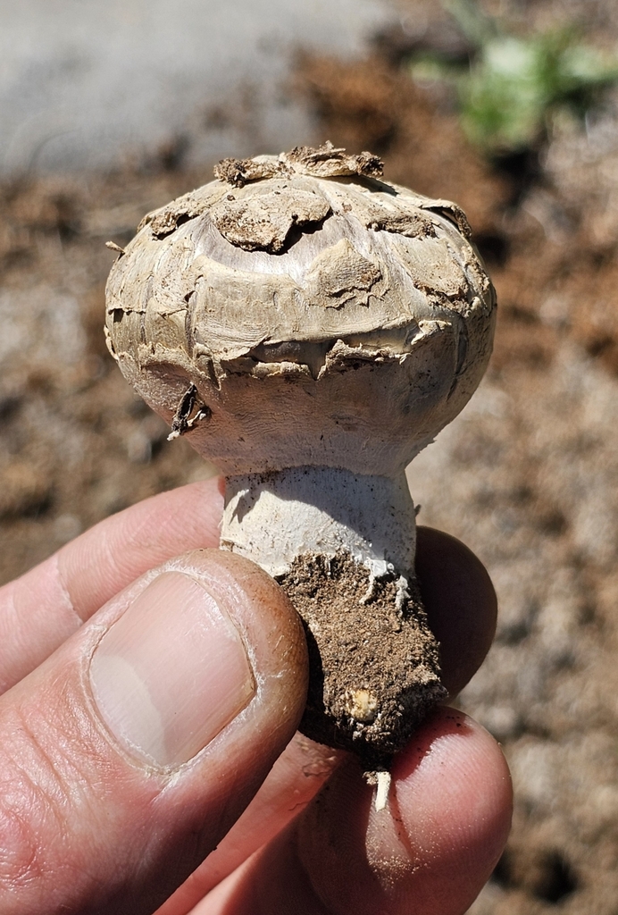 Observation mo-548908, Agaricus evertens