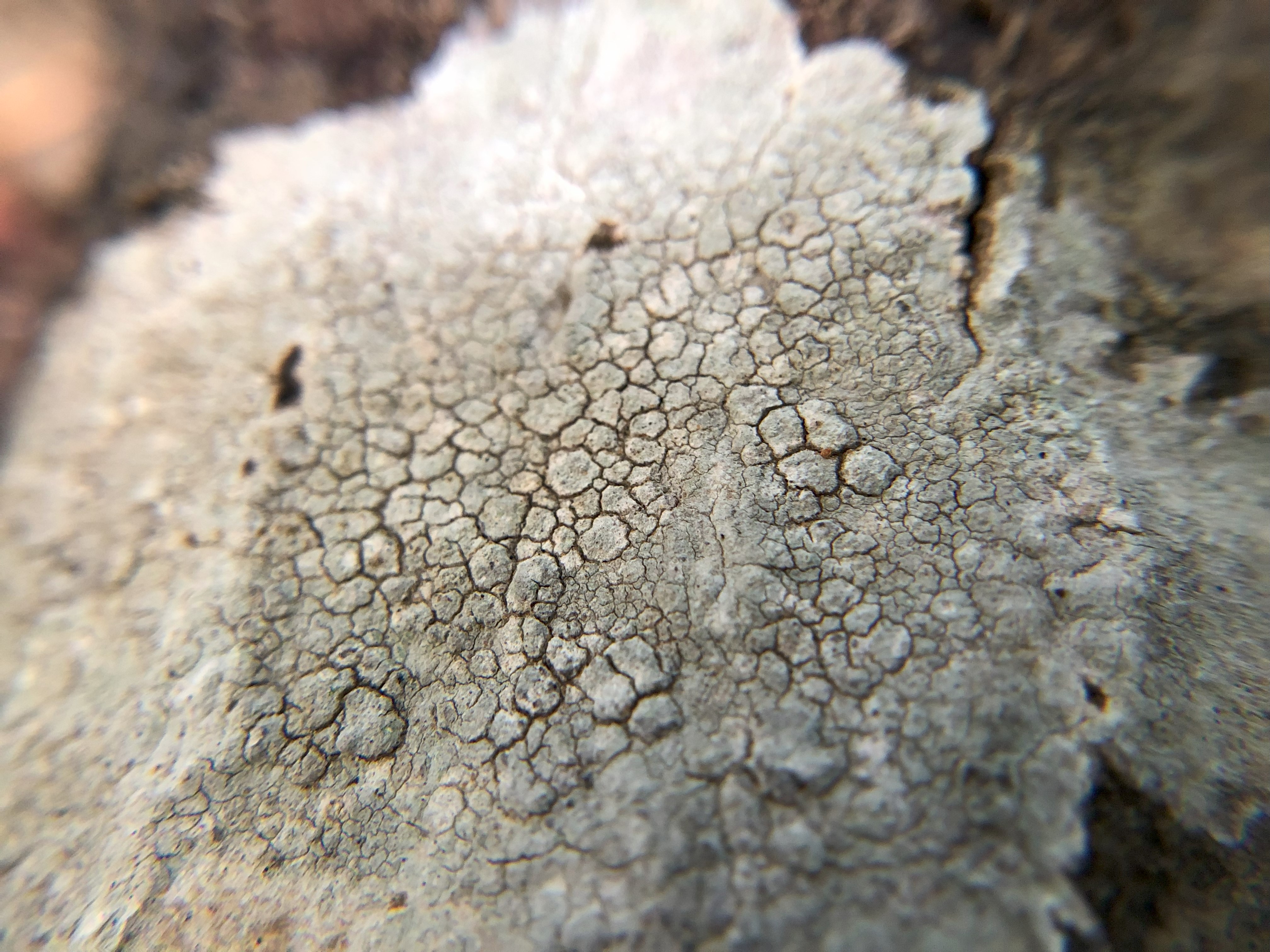 Observation mo-551446, Lecanora rupicola