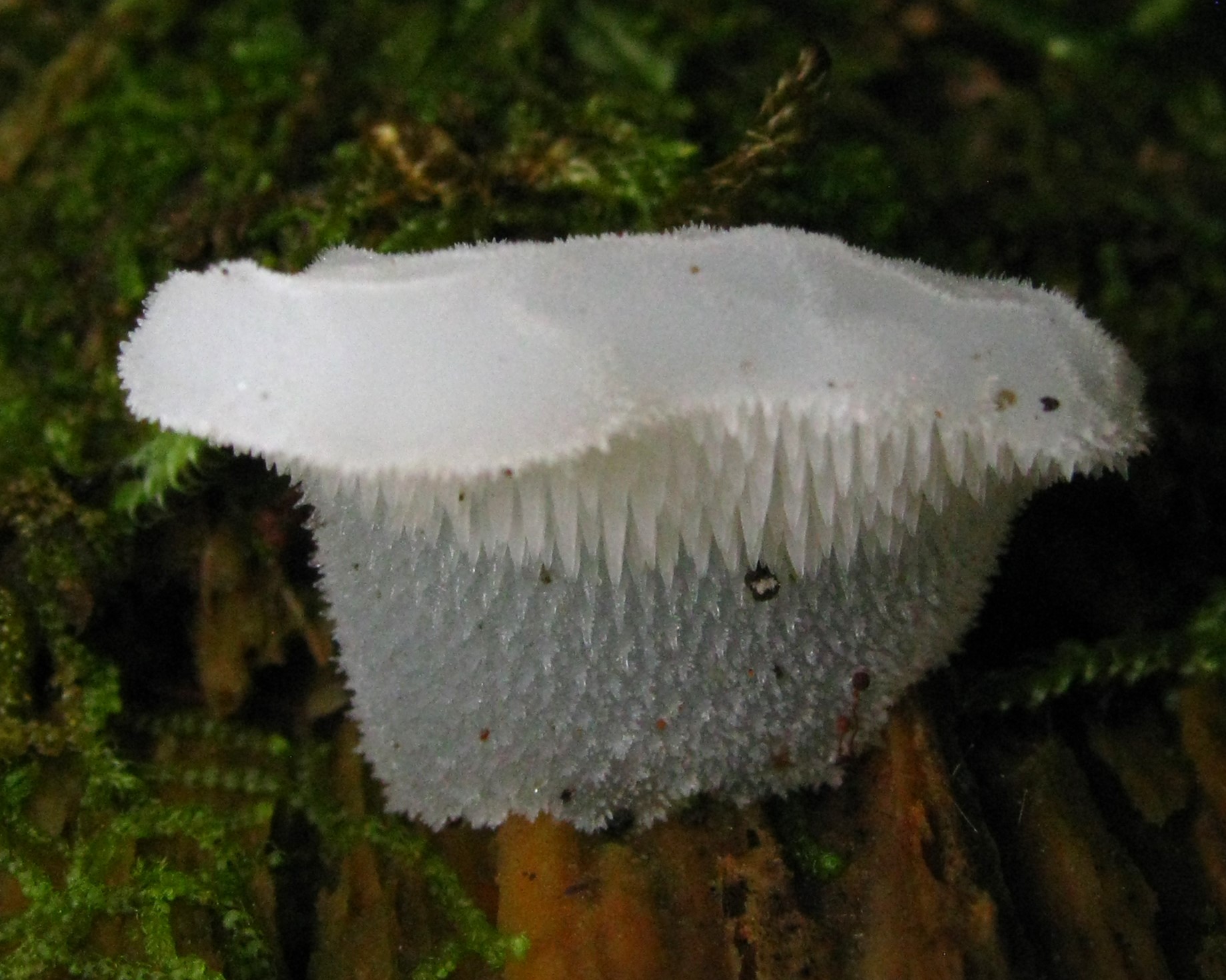 Observation mo-553834, Pseudohydnum gelatinosum