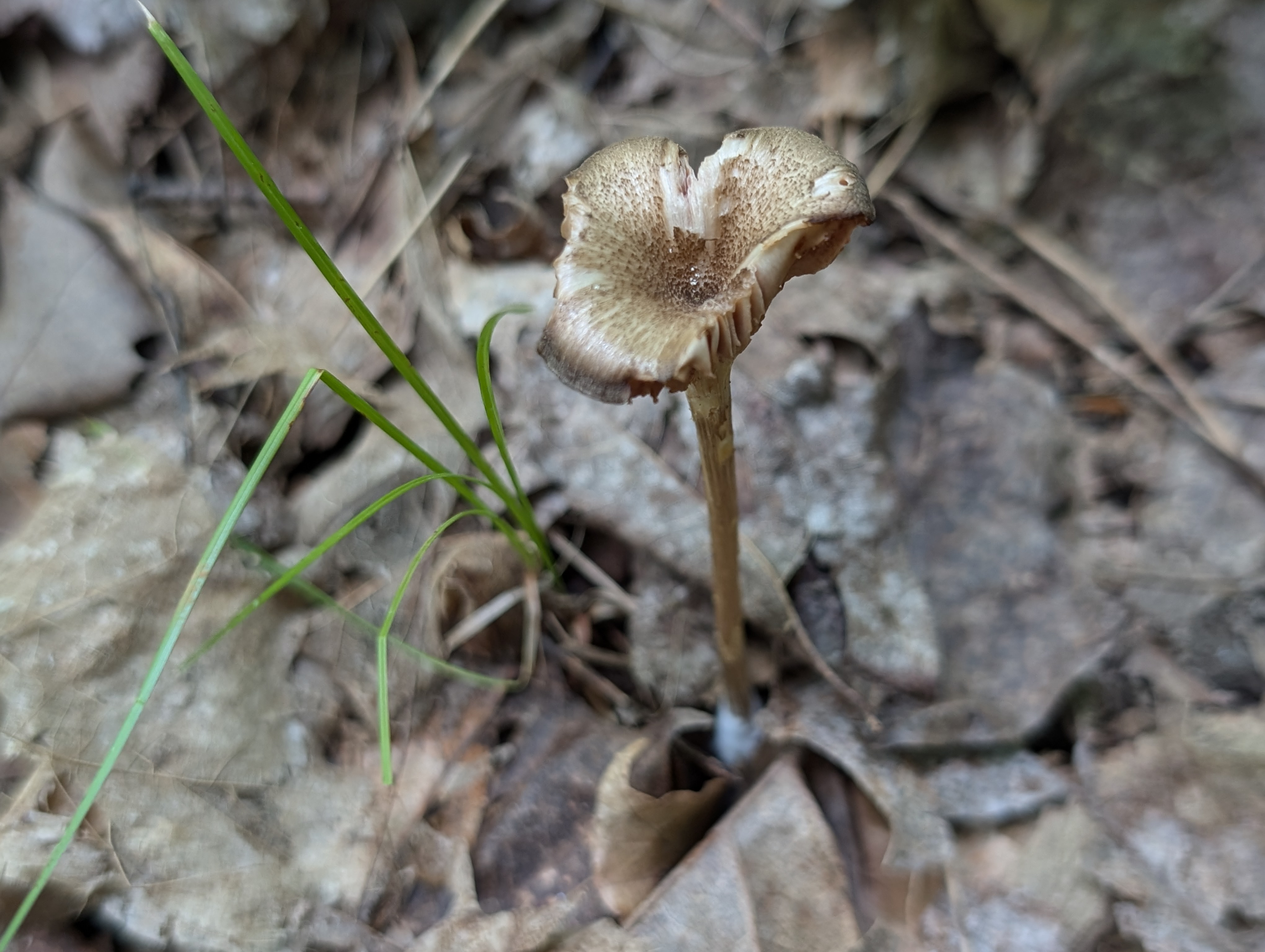 Observation mo-554664, Entoloma cuboideum