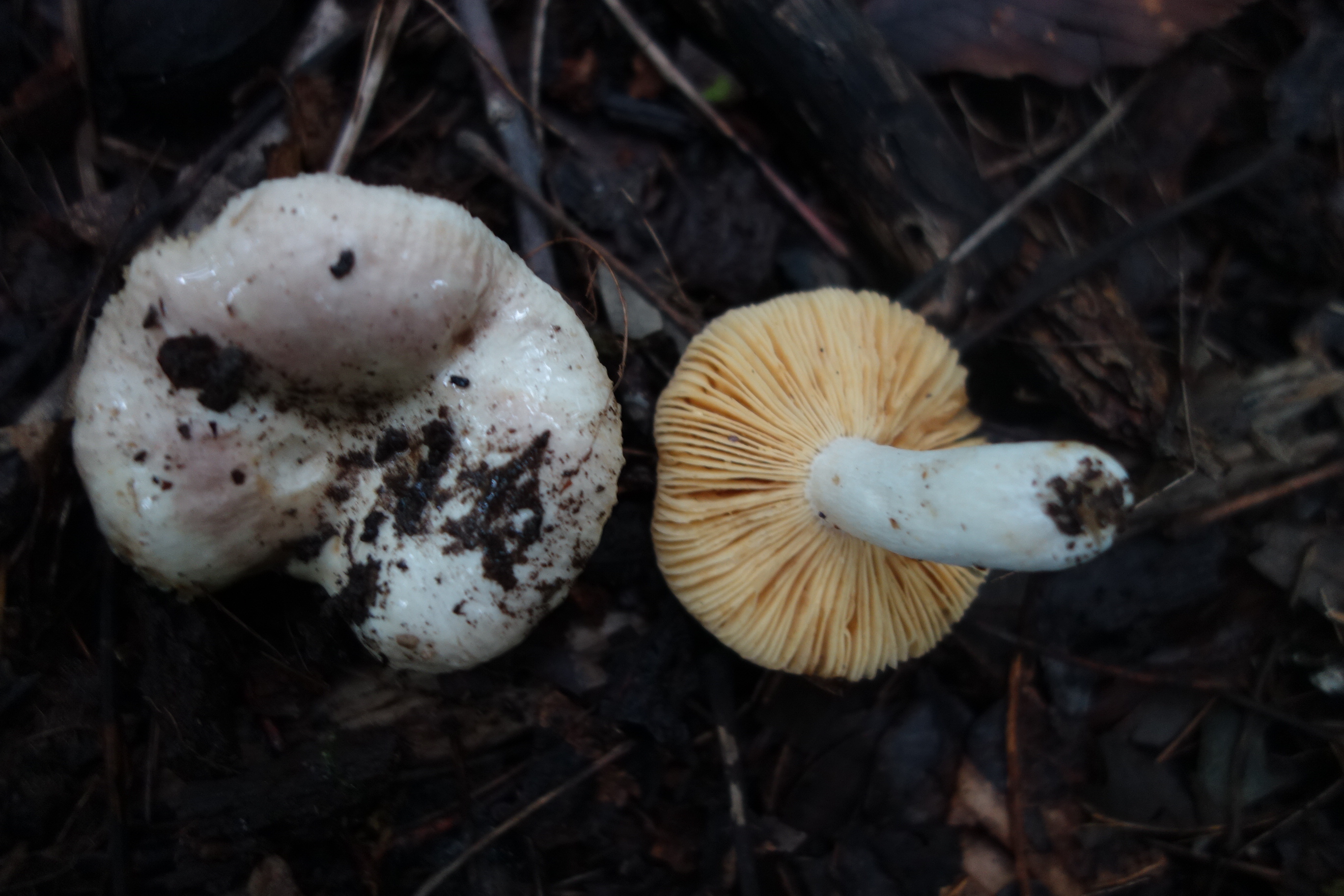 Observation mo-558002, Russula latifolia