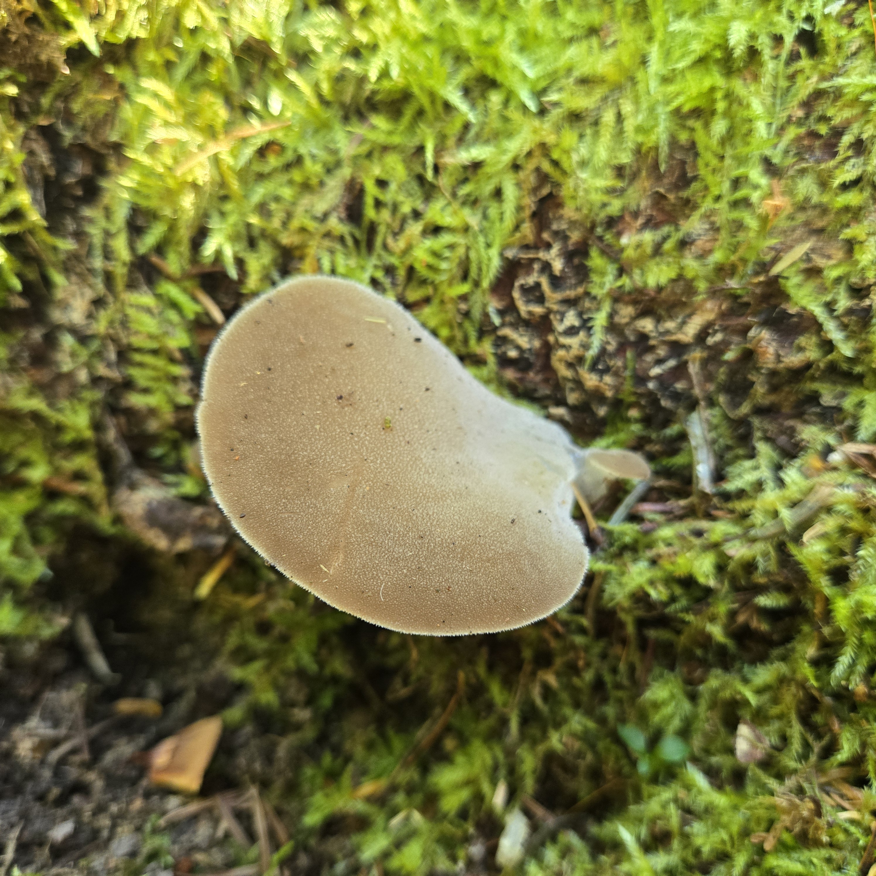 Observation mo-558605, Pseudohydnum gelatinosum