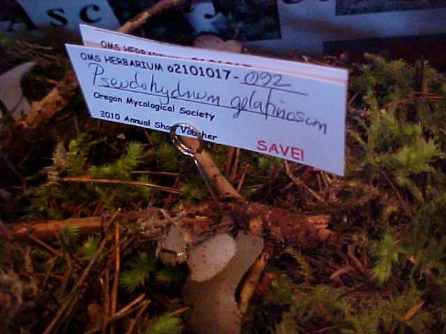 Observation mo-55869, Pseudohydnum gelatinosum