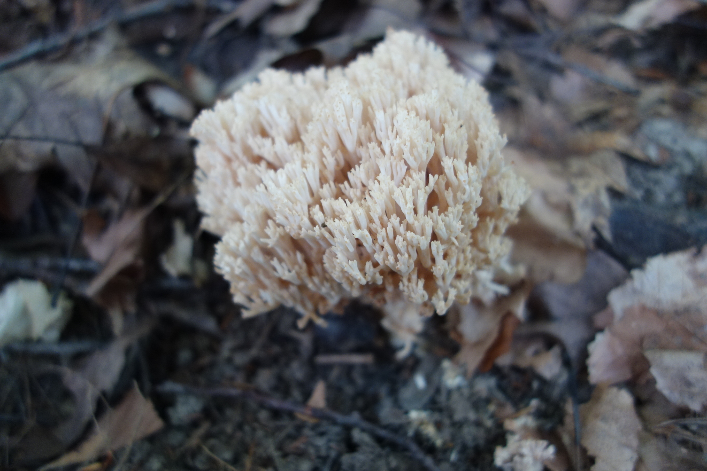 Observation mo-558758, Ramaria cinereocarnea