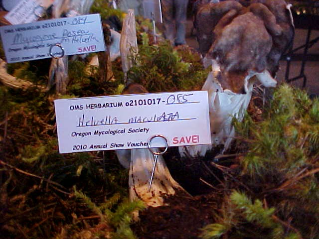 Observation mo-55936, Helvella maculata