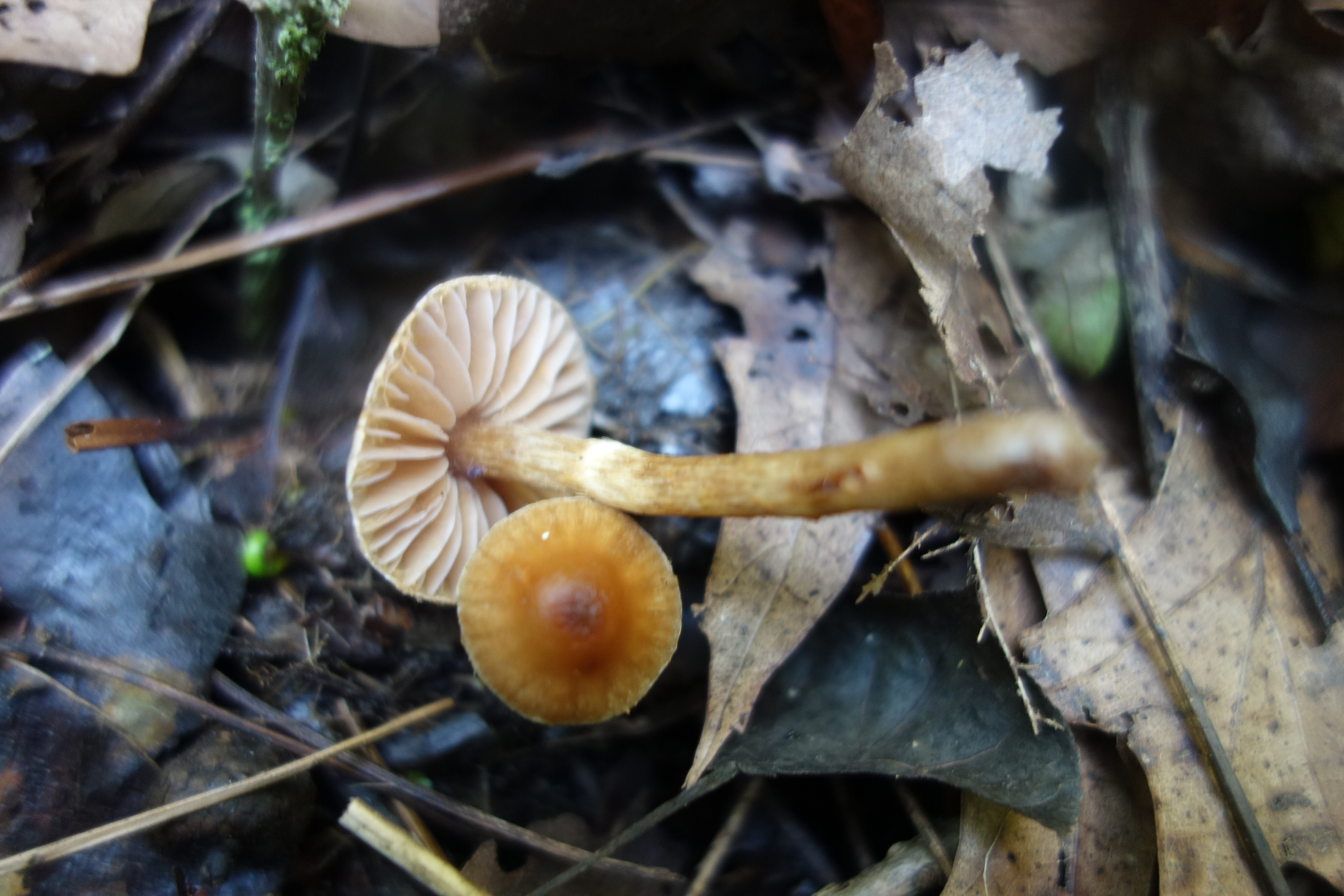 Observation mo-560048, Cortinarius annae-maritae