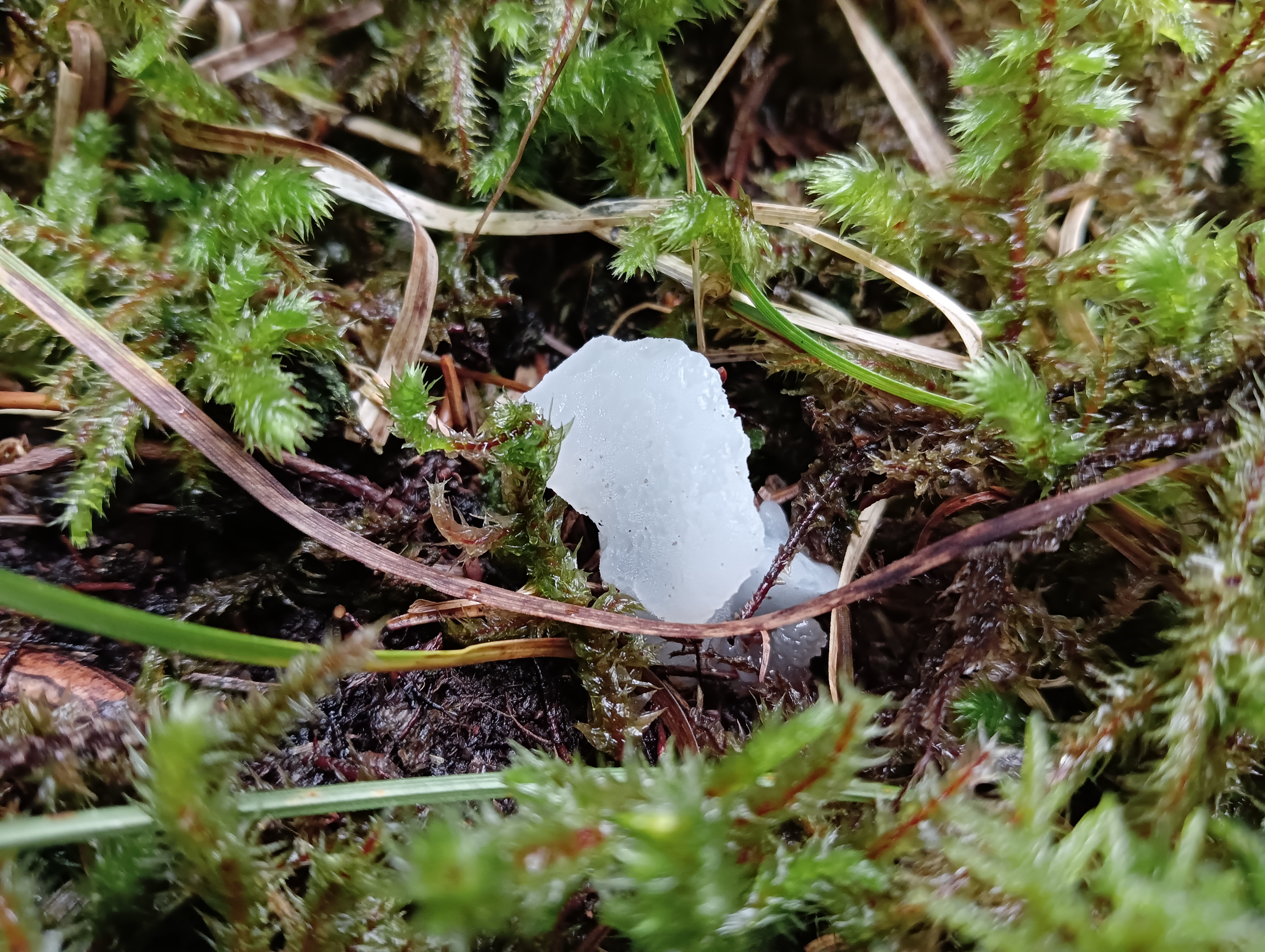 Observation mo-560632, Pseudohydnum gelatinosum