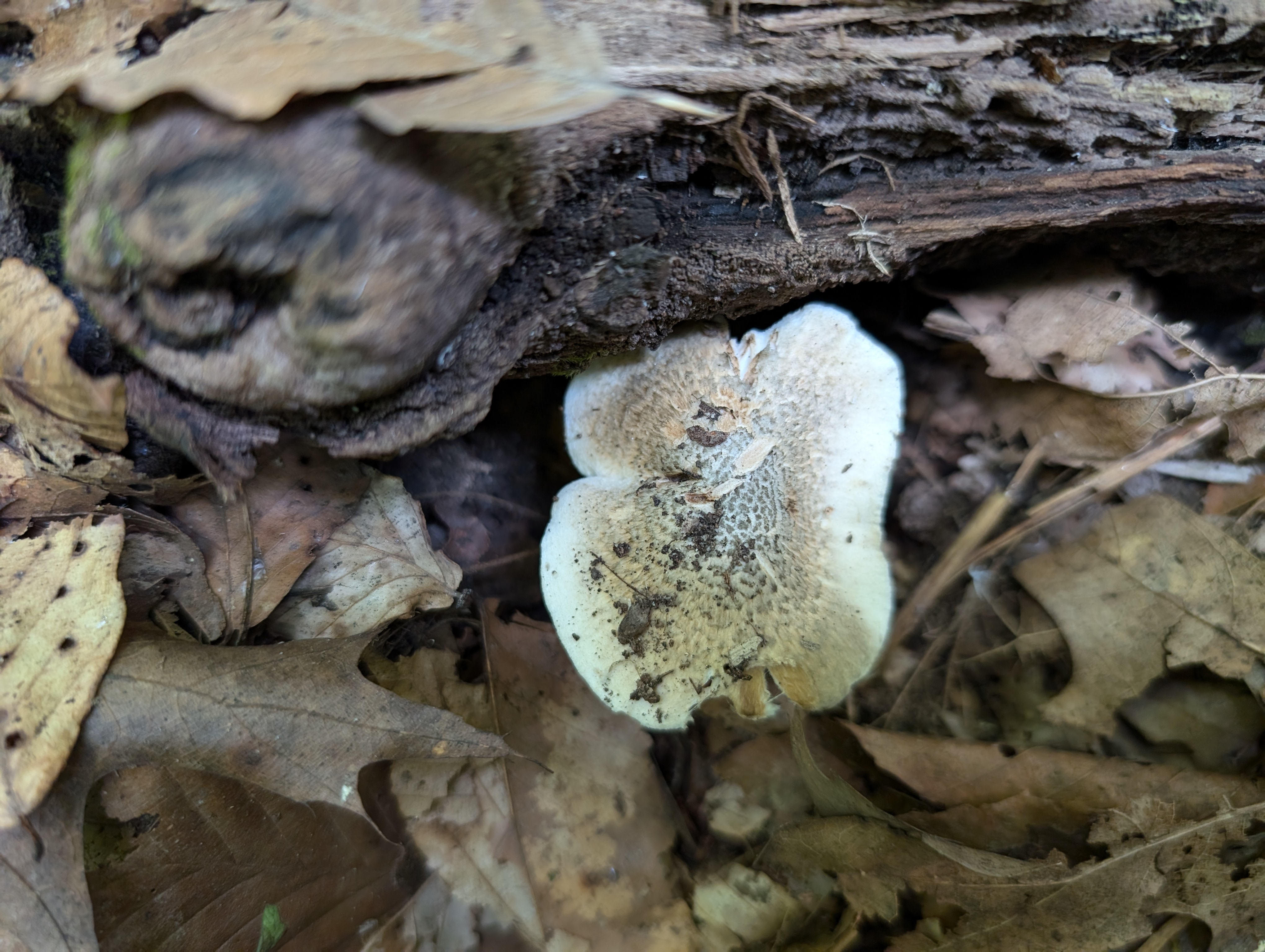 Observation mo-561155, Inocybe glaucescens