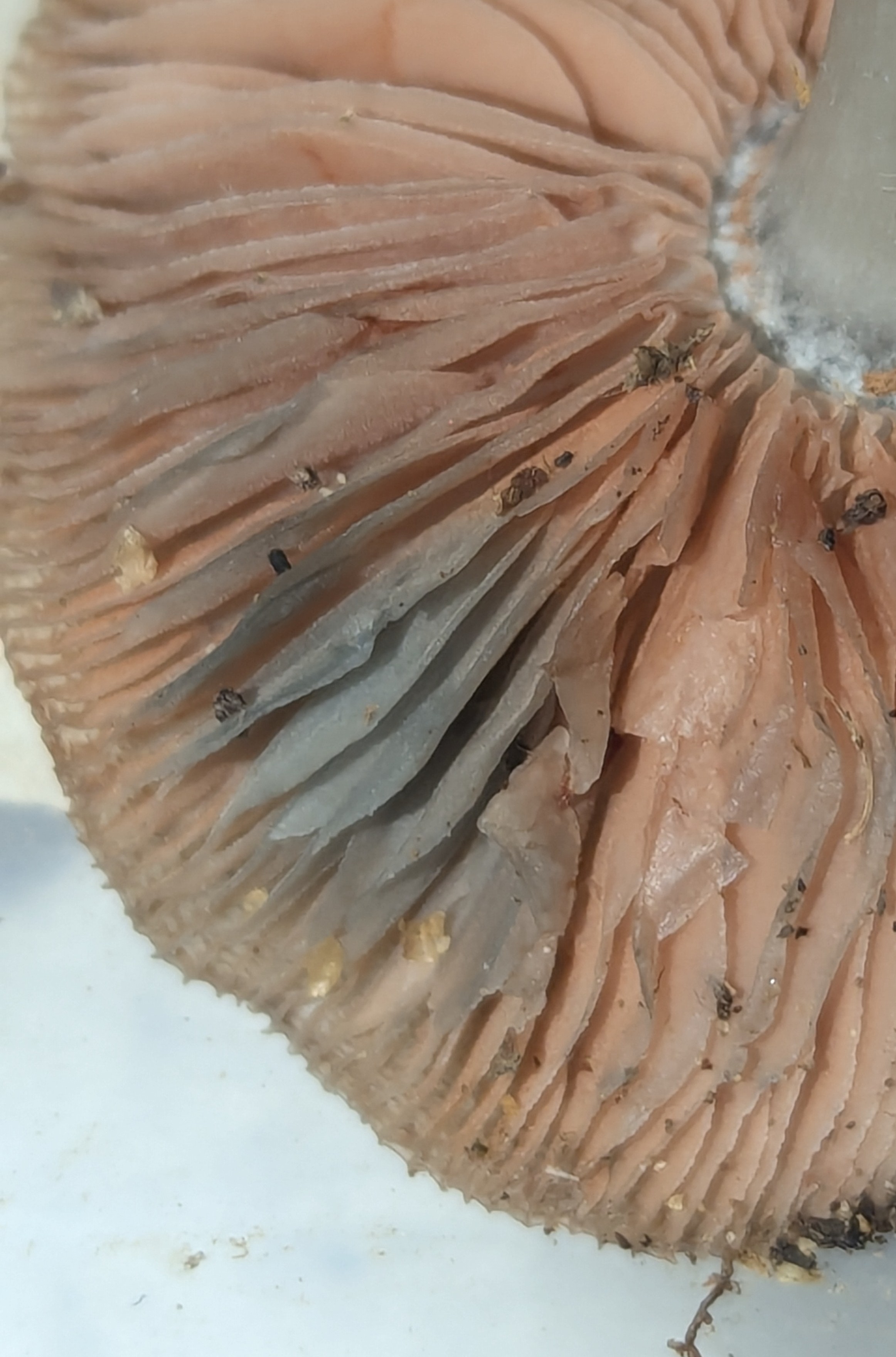 Observation mo-561731, Pluteus septocystidiatus