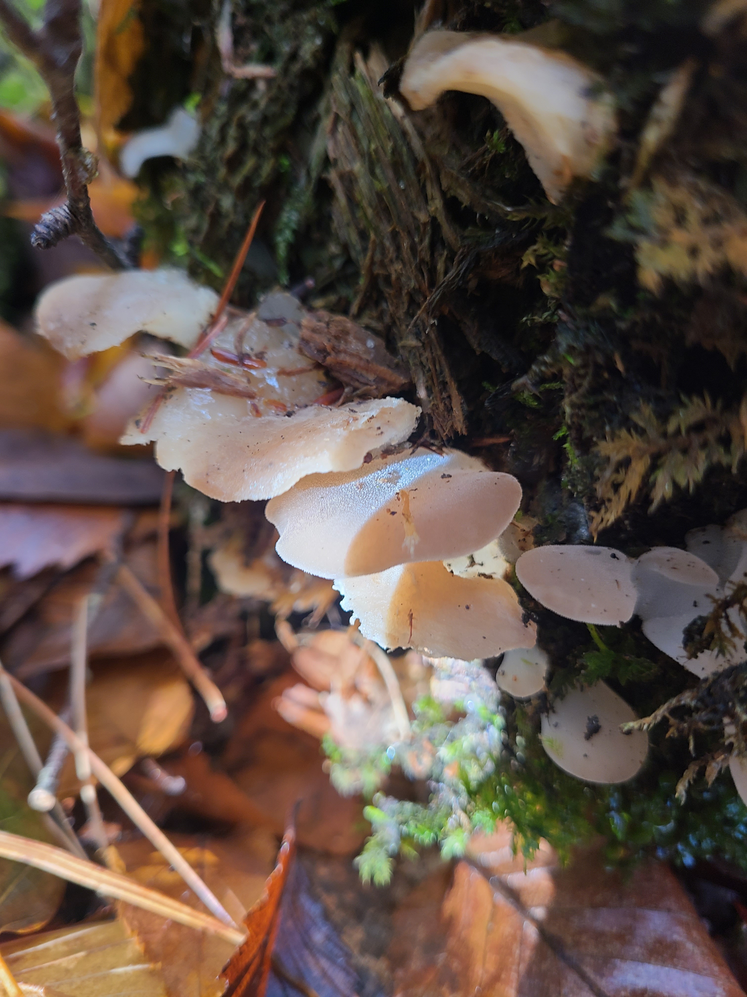 Observation mo-564391, Pseudohydnum gelatinosum