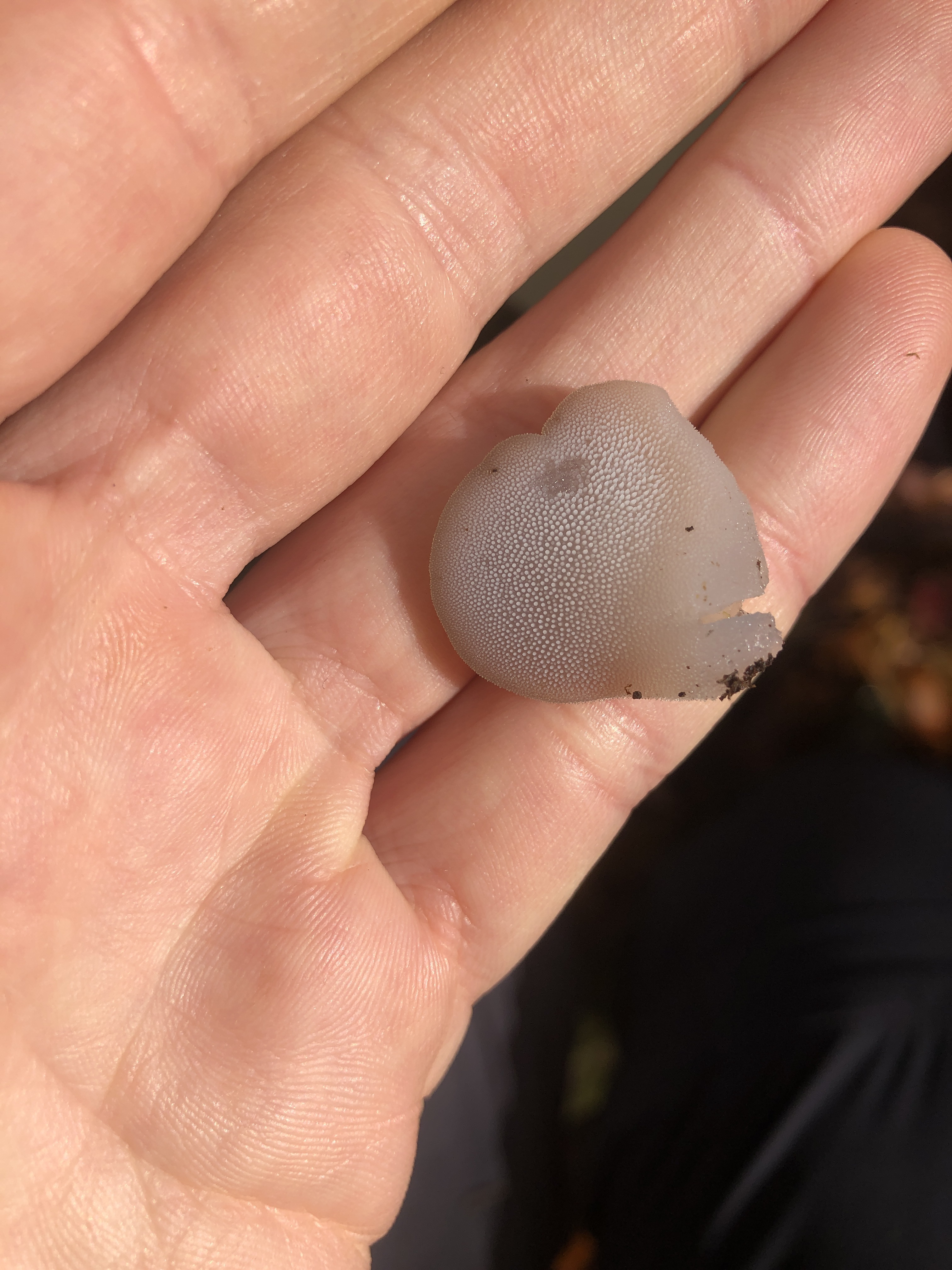 Observation mo-564392, Pseudohydnum gelatinosum