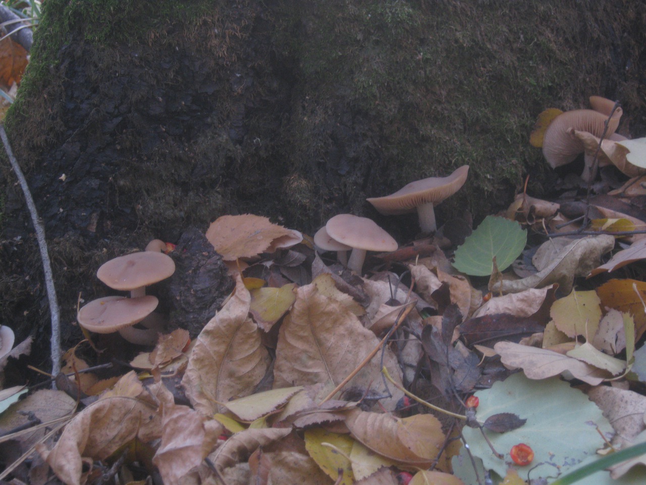 Observation mo-56444, Psathyrella spadicea