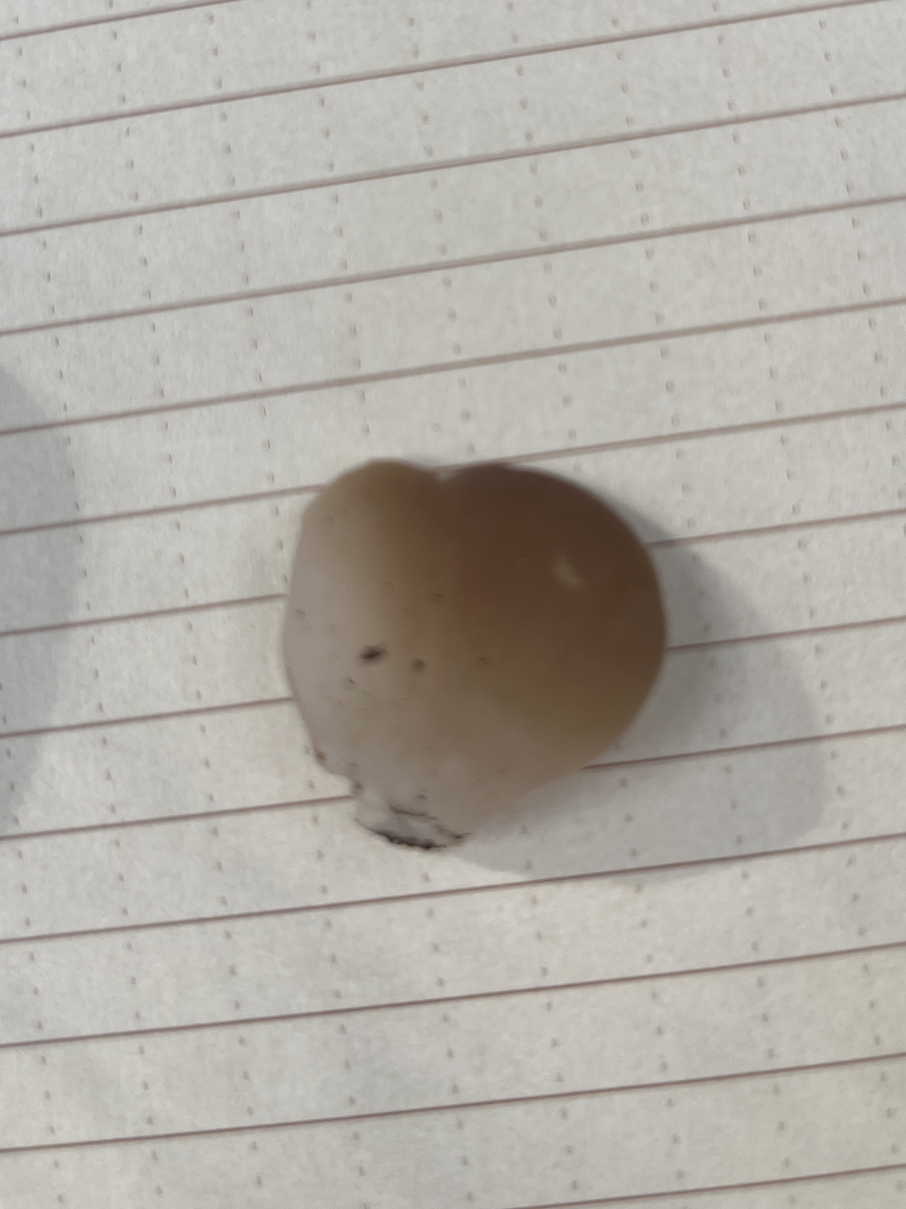 Observation mo-566642, Pseudohydnum gelatinosum