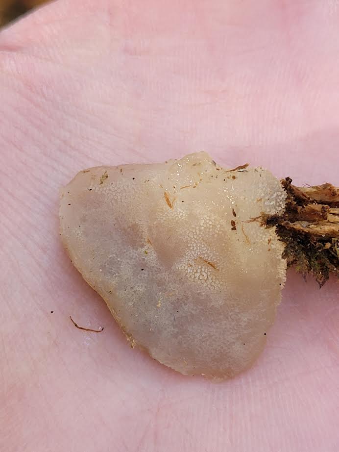 Observation mo-566858, Pseudohydnum gelatinosum