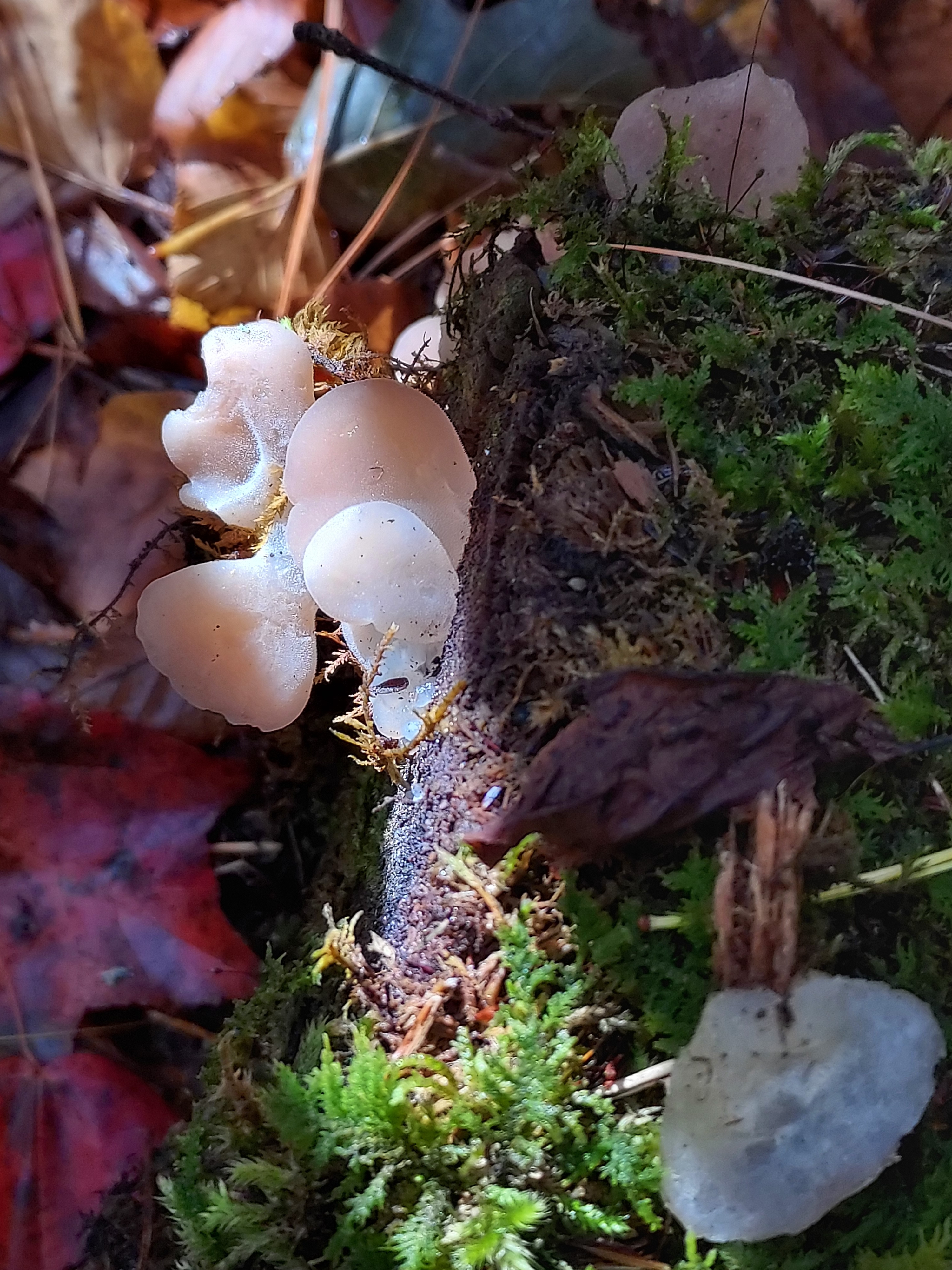 Observation mo-567288, Pseudohydnum gelatinosum