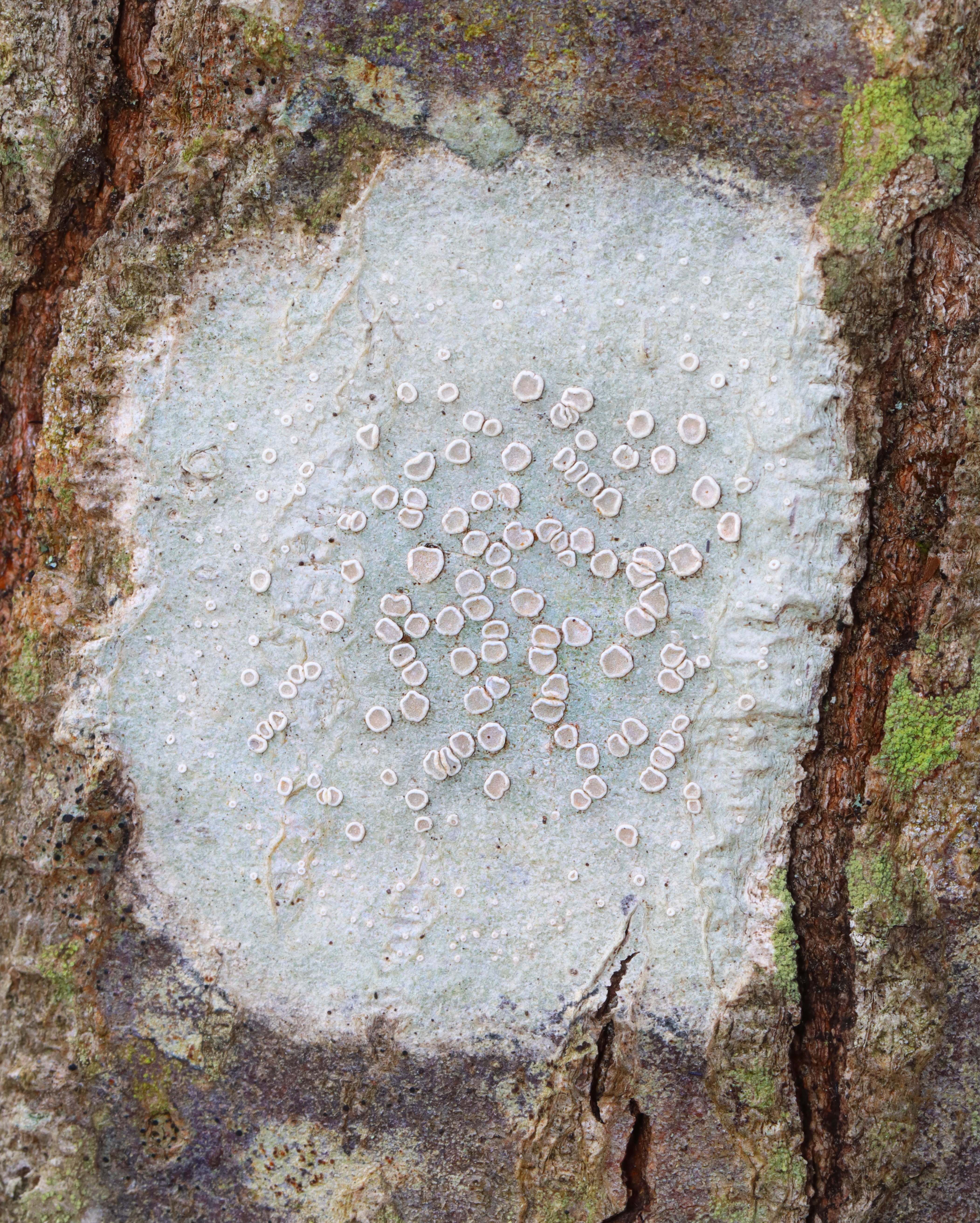 Observation mo-567943, Lecanora subpallens