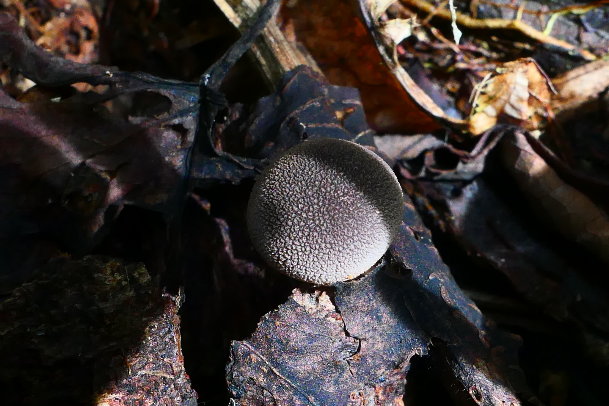 Observation mo-569668, Lycoperdon fuligineum