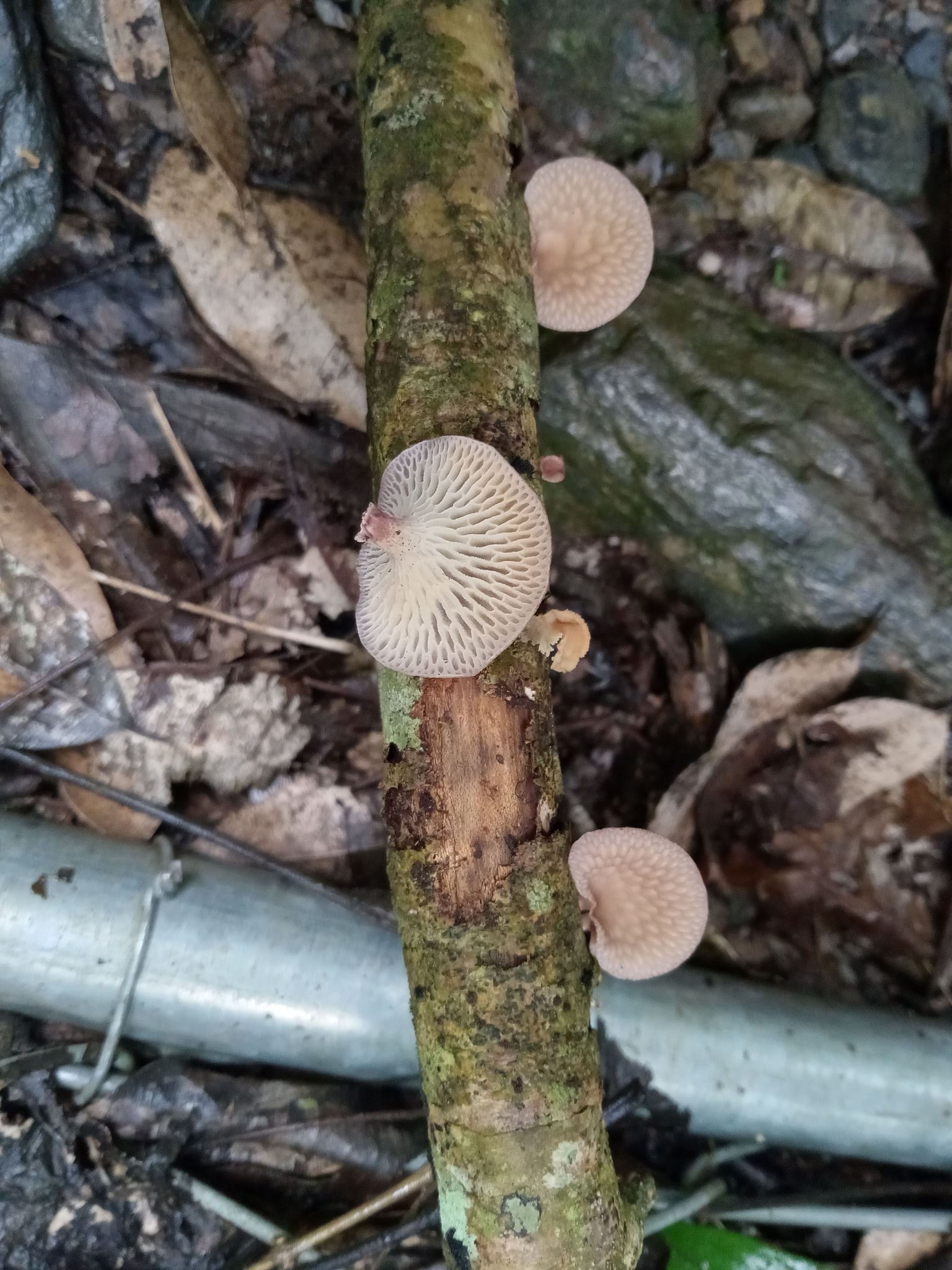 Observation mo-569672, Neofavolus subpurpurascens