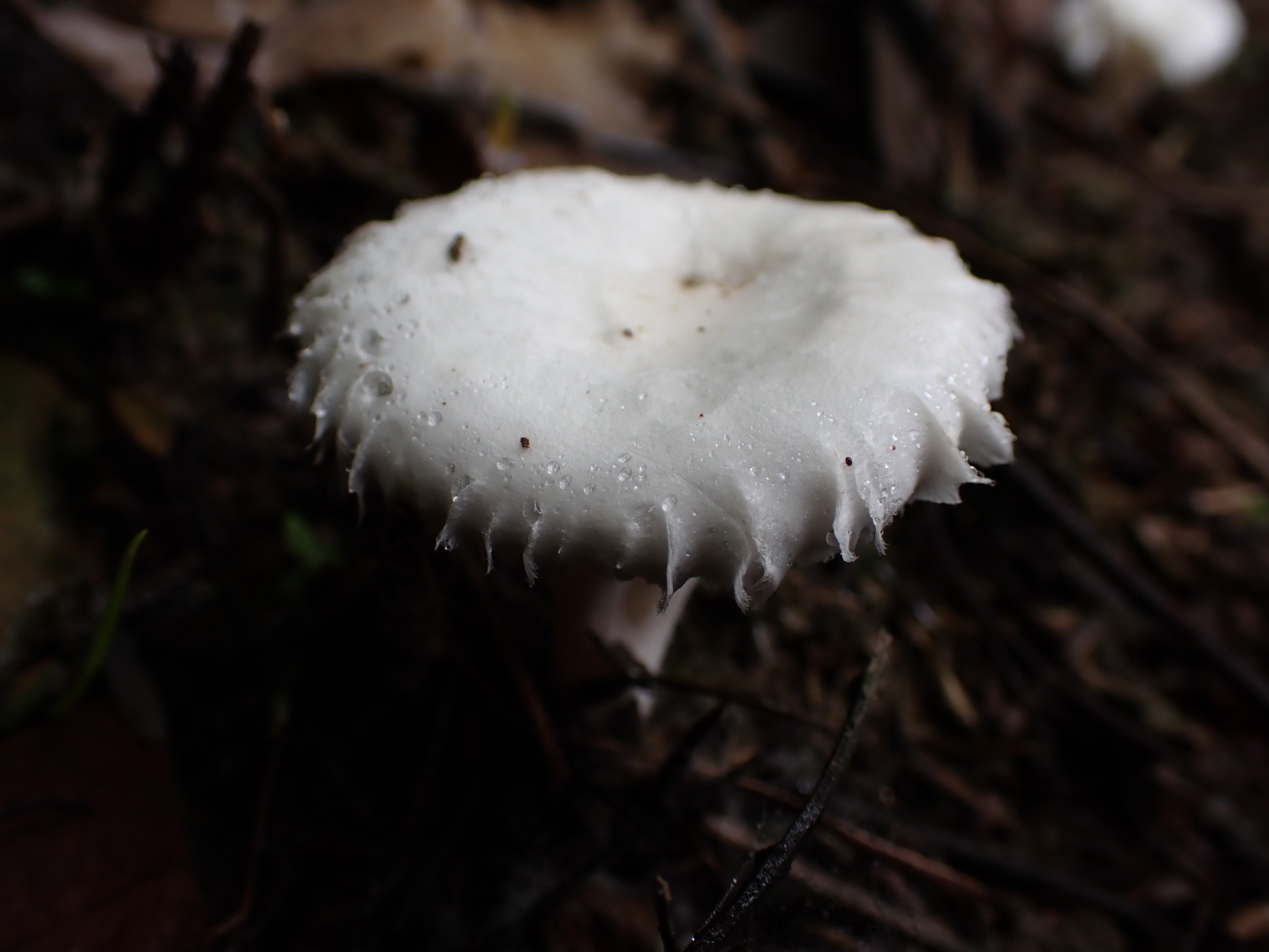 Observation mo-569935, Clitopilus crispus