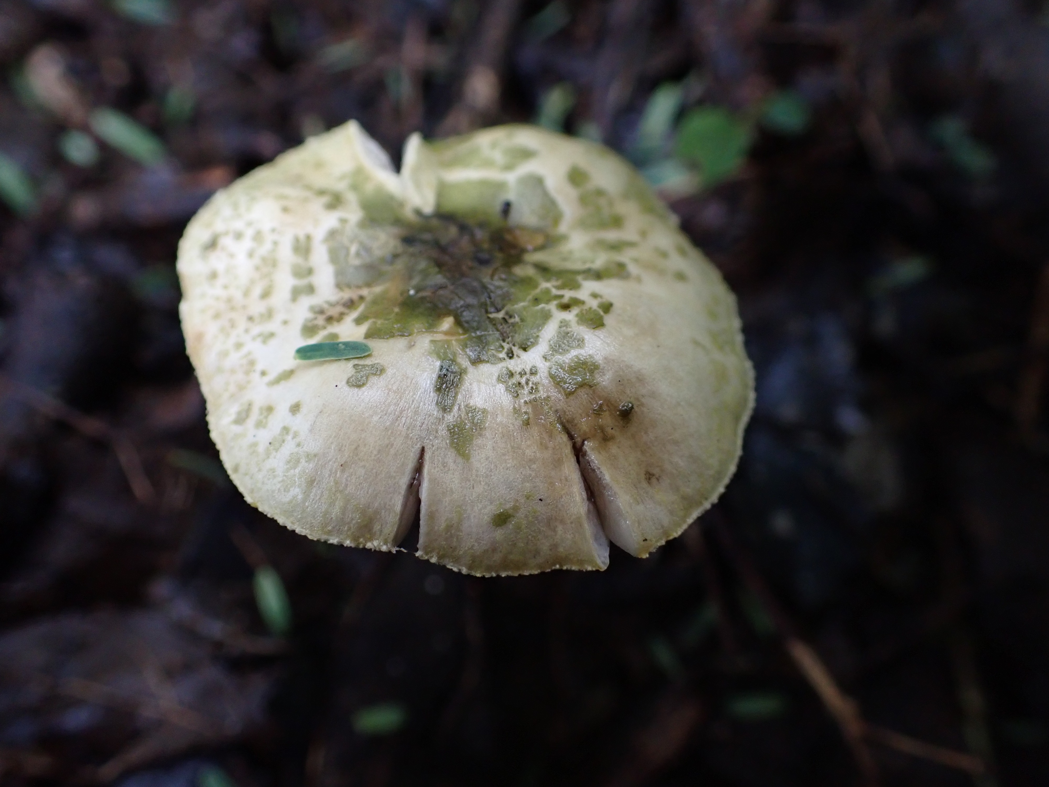 Observation mo-569950, Hymenagaricus olivaceus