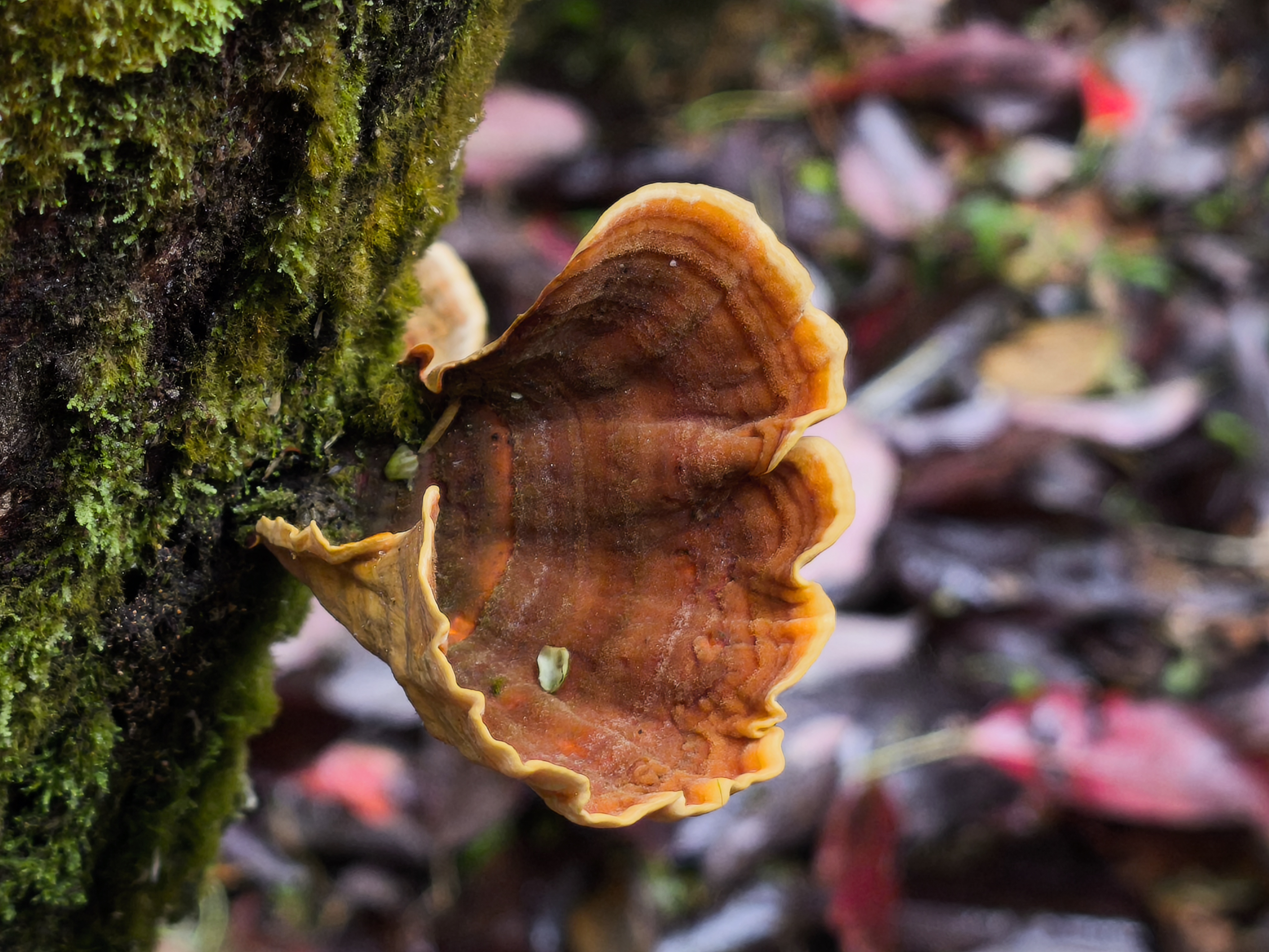 Observation mo-570165, Stereum versicolor