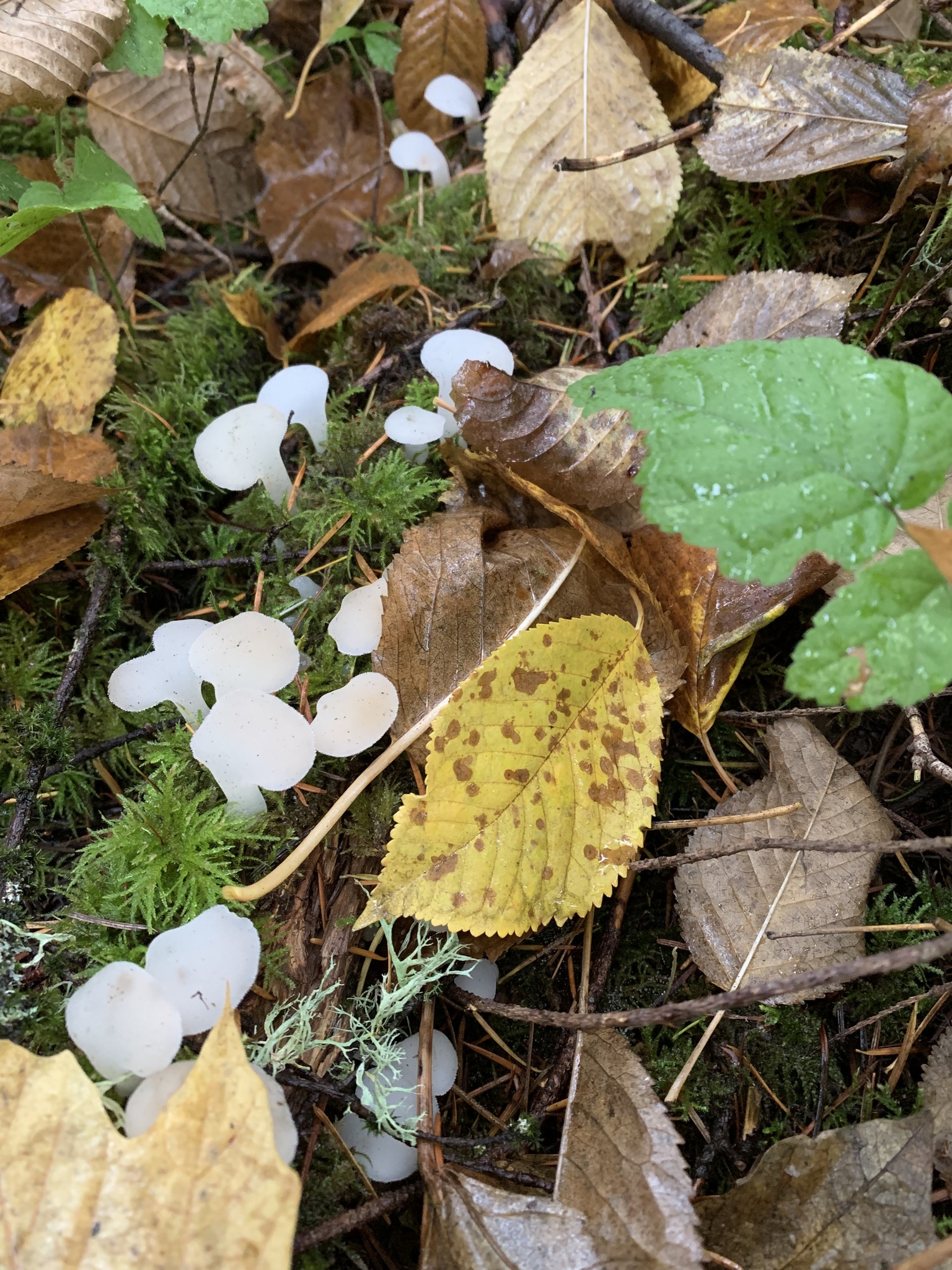 Observation mo-570354, Pseudohydnum gelatinosum