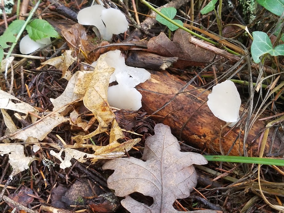 Observation mo-570380, Pseudohydnum gelatinosum