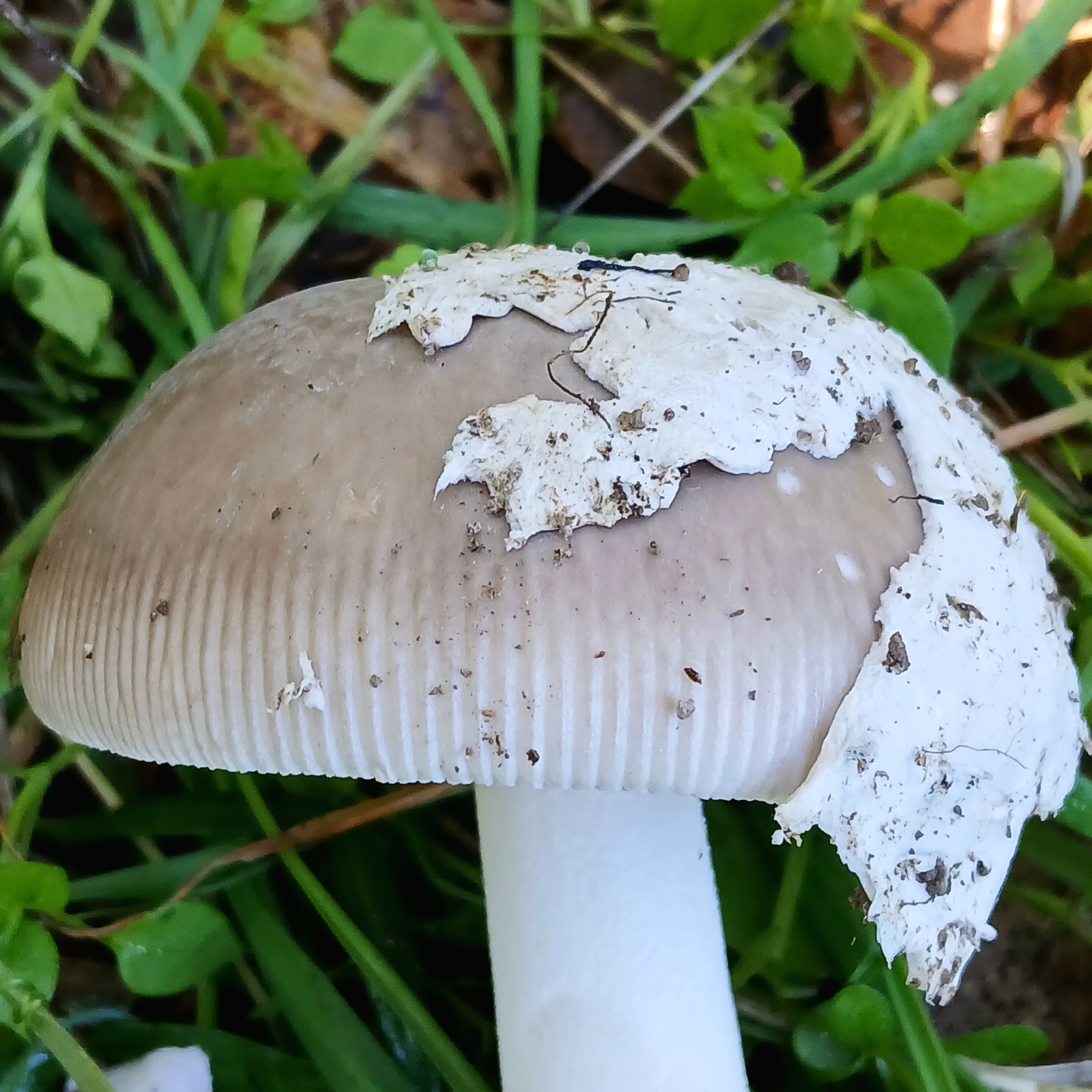 Observation mo-570708, Amanita constrictisorora