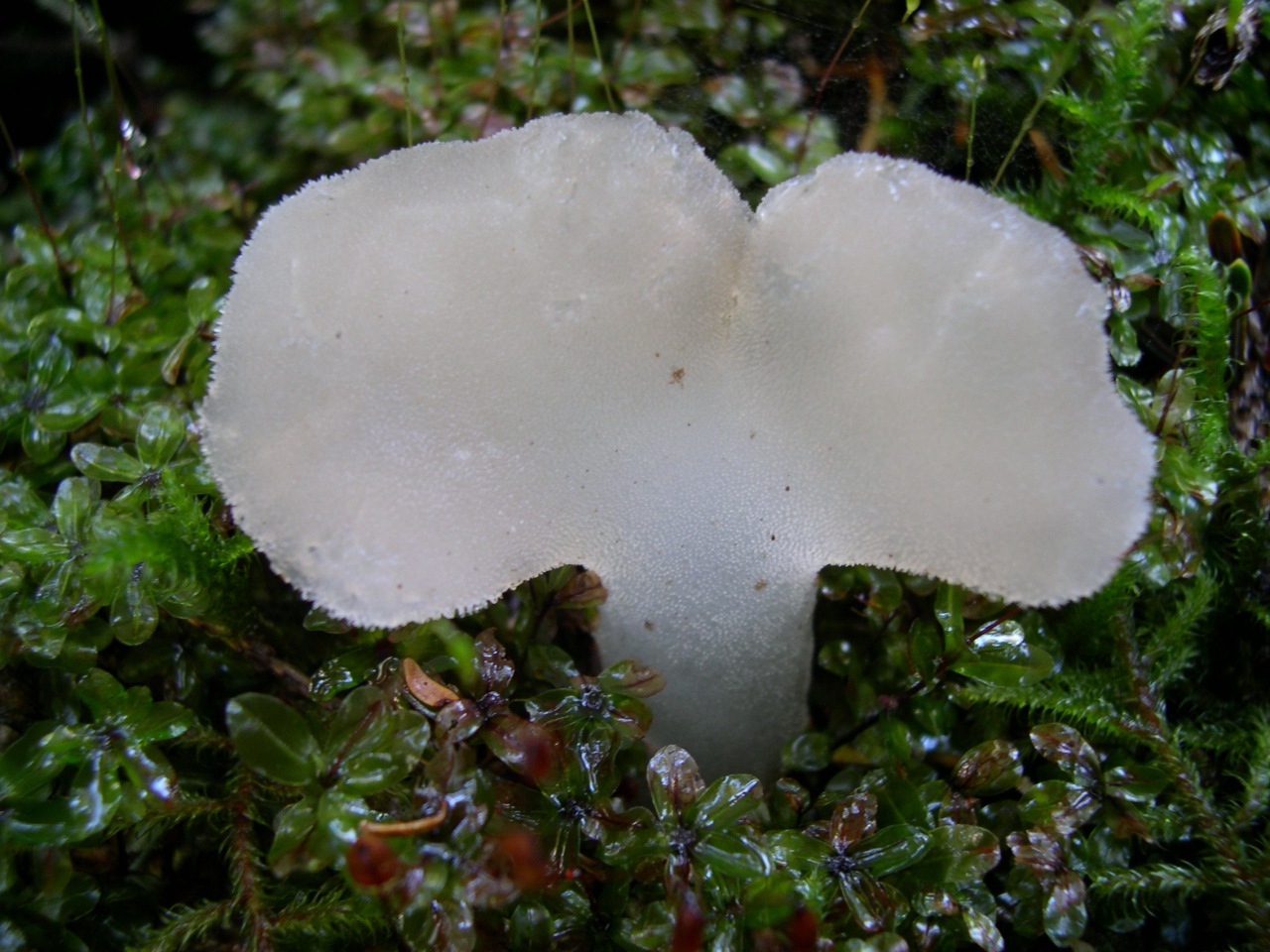 Observation mo-57100, Pseudohydnum gelatinosum