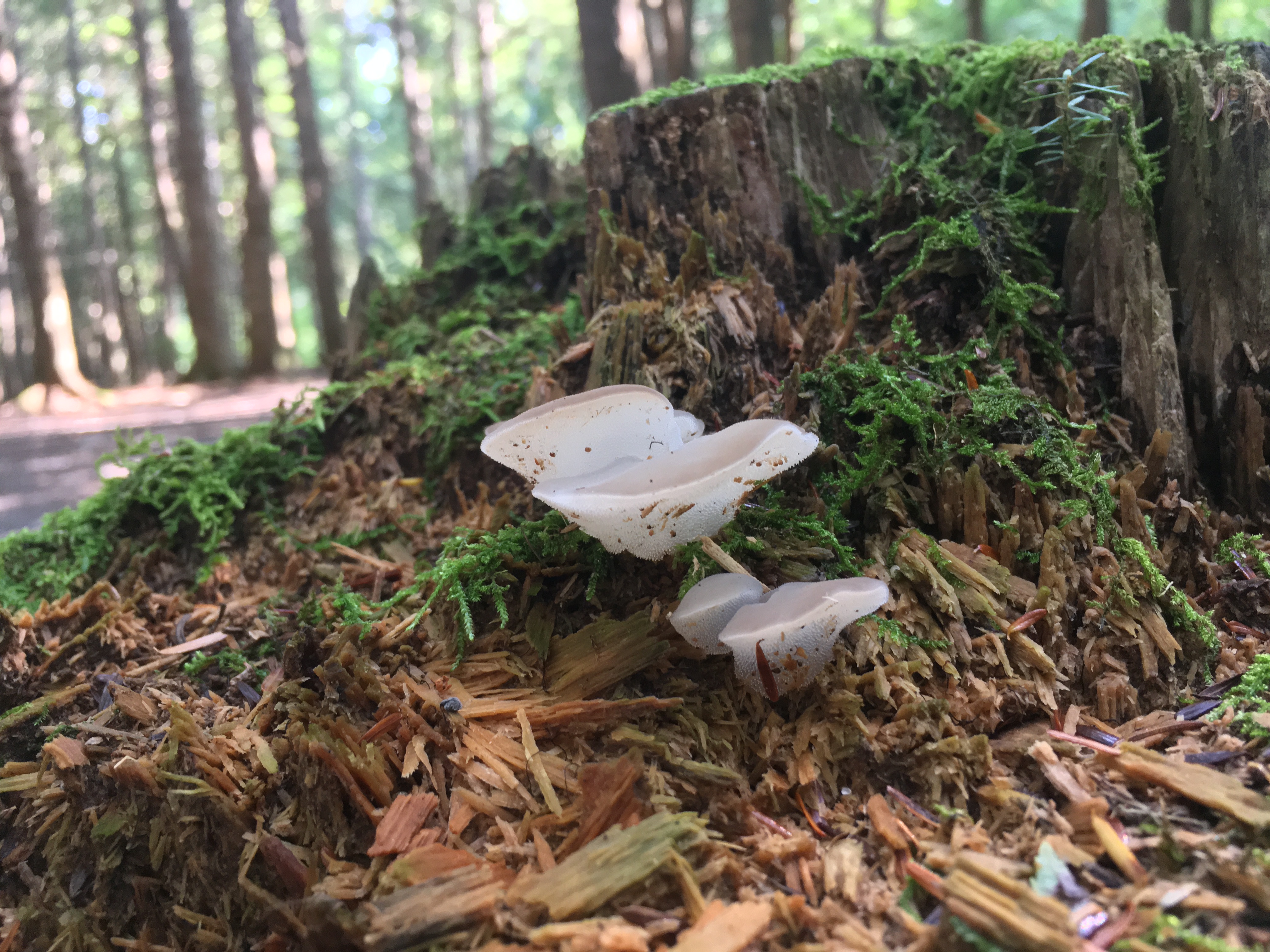 Observation mo-571560, Pseudohydnum gelatinosum